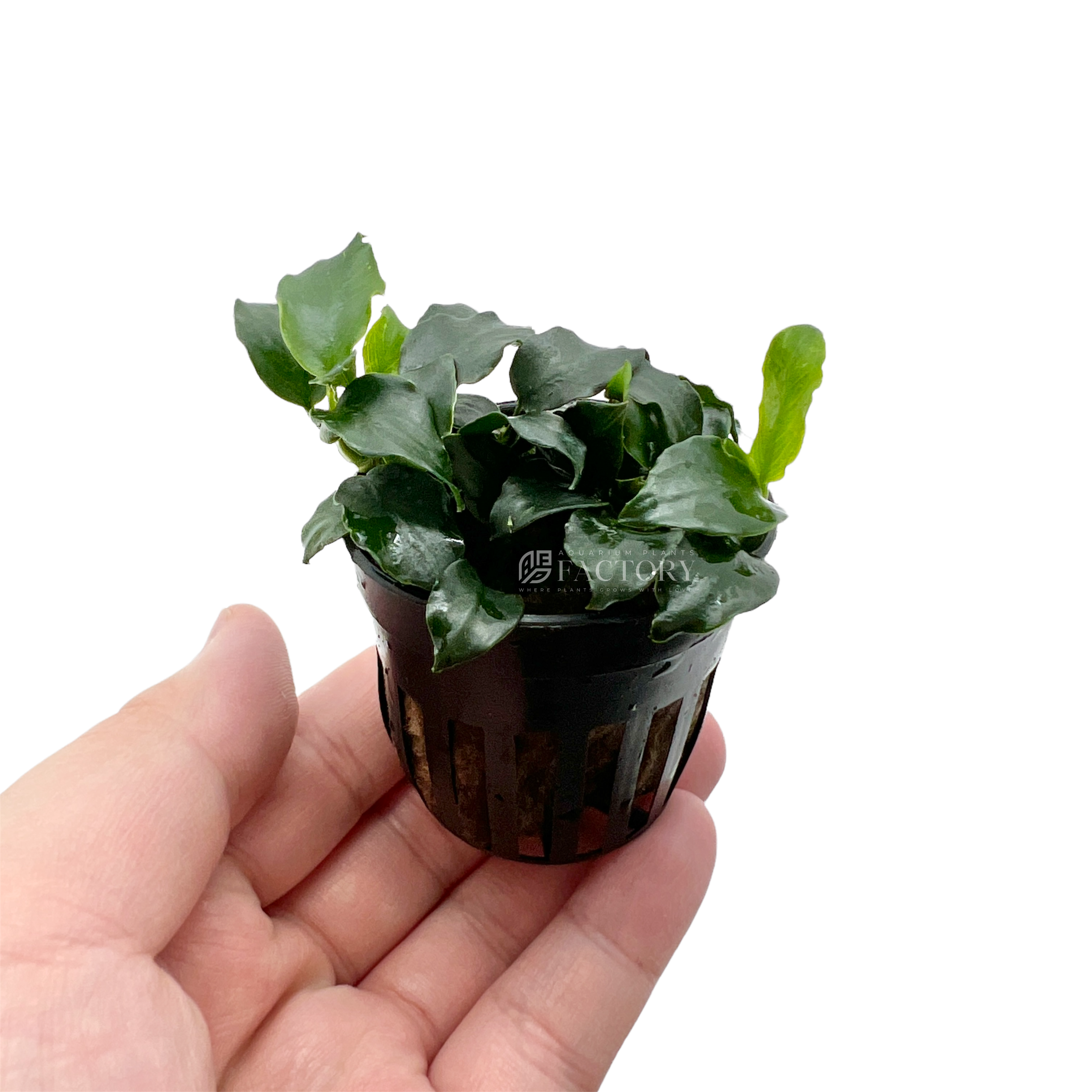 Anubias Barteri Dark Angel Potted | APF Aquarium Plants Factory®