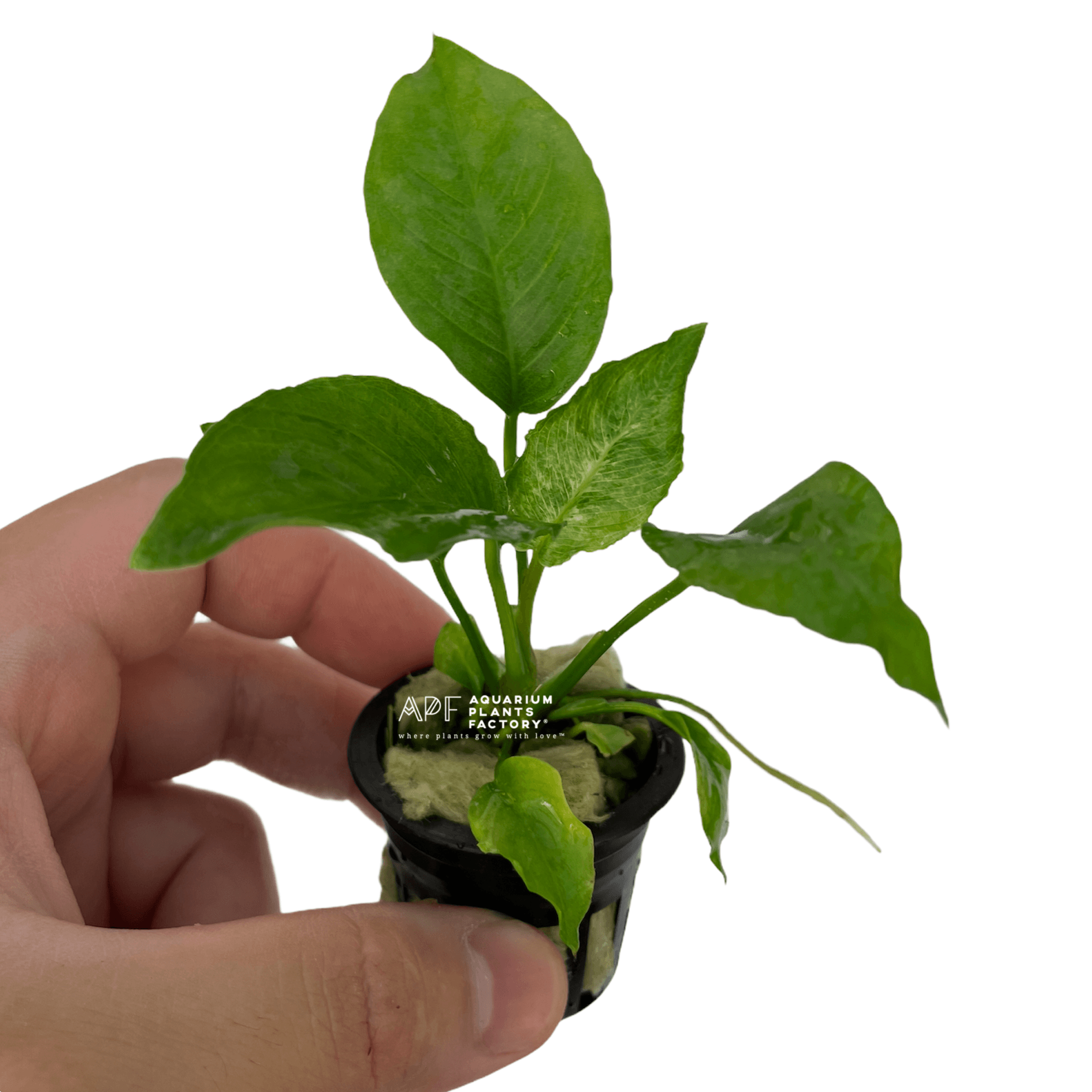 Anubias Barteri Striped - Aquarium Plants Factory