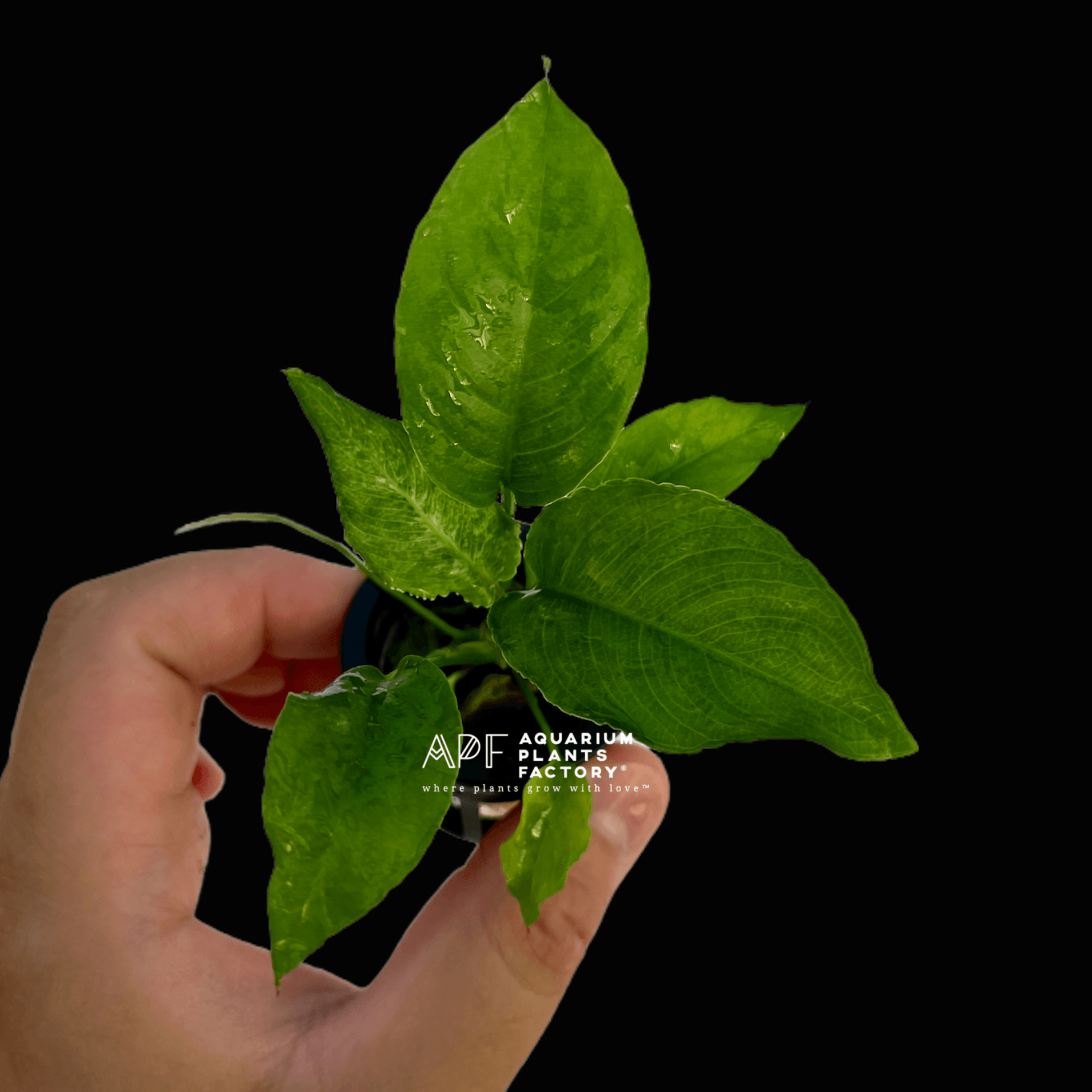 Anubias Heterophylla Potted APF Aquarium Plants Factory®