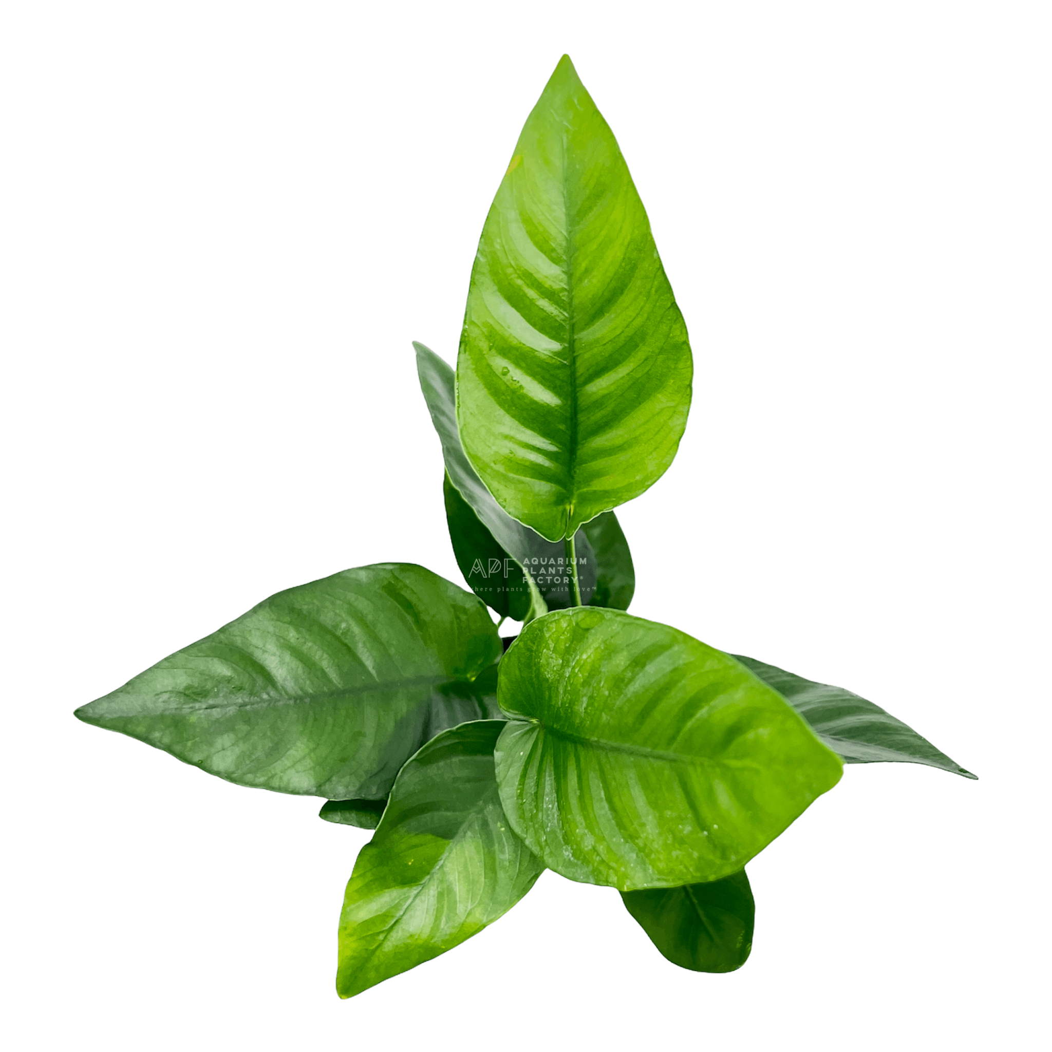 Anubias Barteri Striped Potted | APF Aquarium Plants Factory®