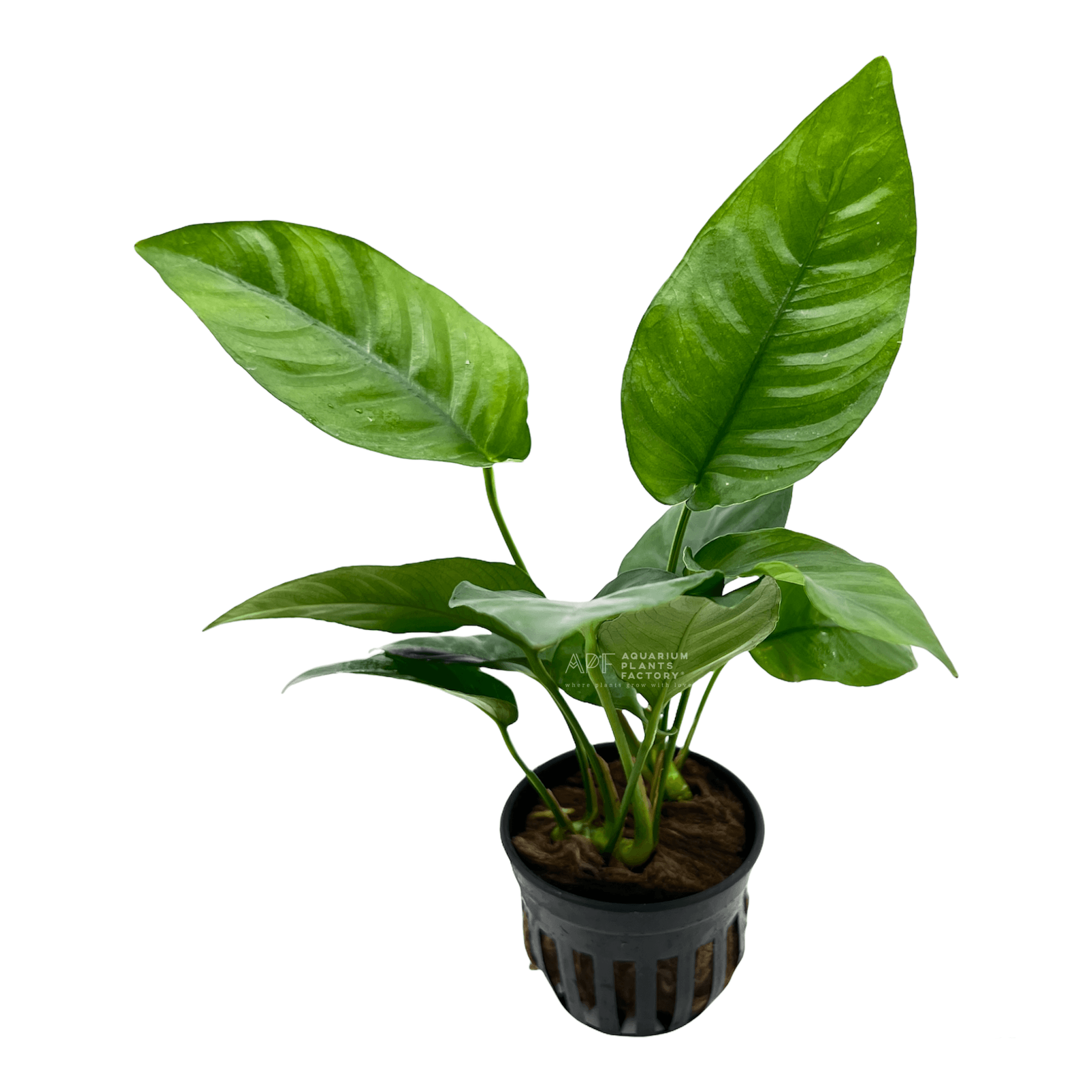 Anubias barteri