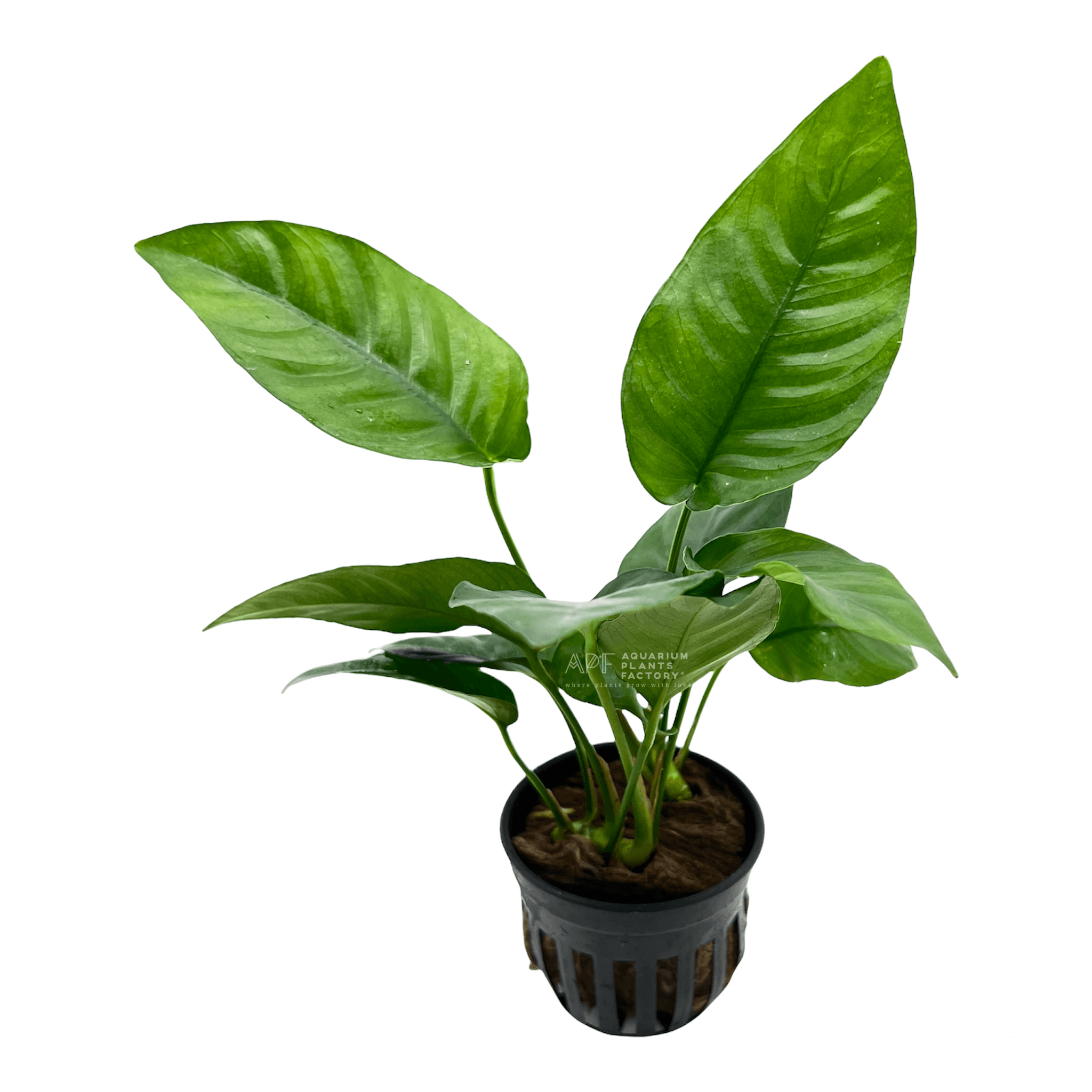 Anubias Barteri var. Striped is a captivating aquatic plant that brings a touch of elegance and sophistication to any aquarium setup. Similar to its famous cousin, Anubias Nana, this variety stands out with its broad, pointy leaves that can grow quite tall as it matures. The distinctive striped pattern on its leaves adds a unique visual appeal, making it a must-have for aquascaping enthusiasts.