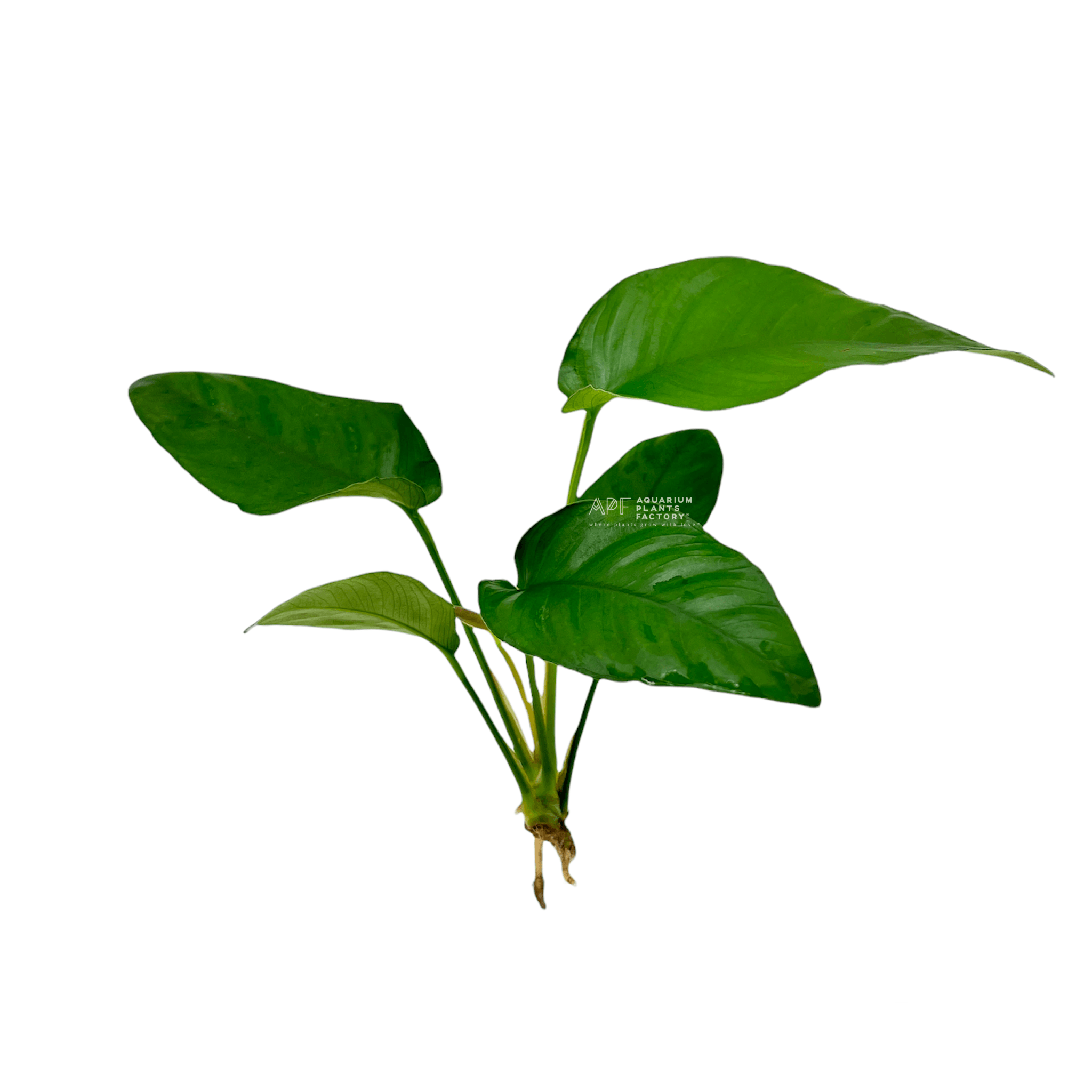 Anubias Barteri Striped Rhizome | APF Aquarium Plants Factory®
