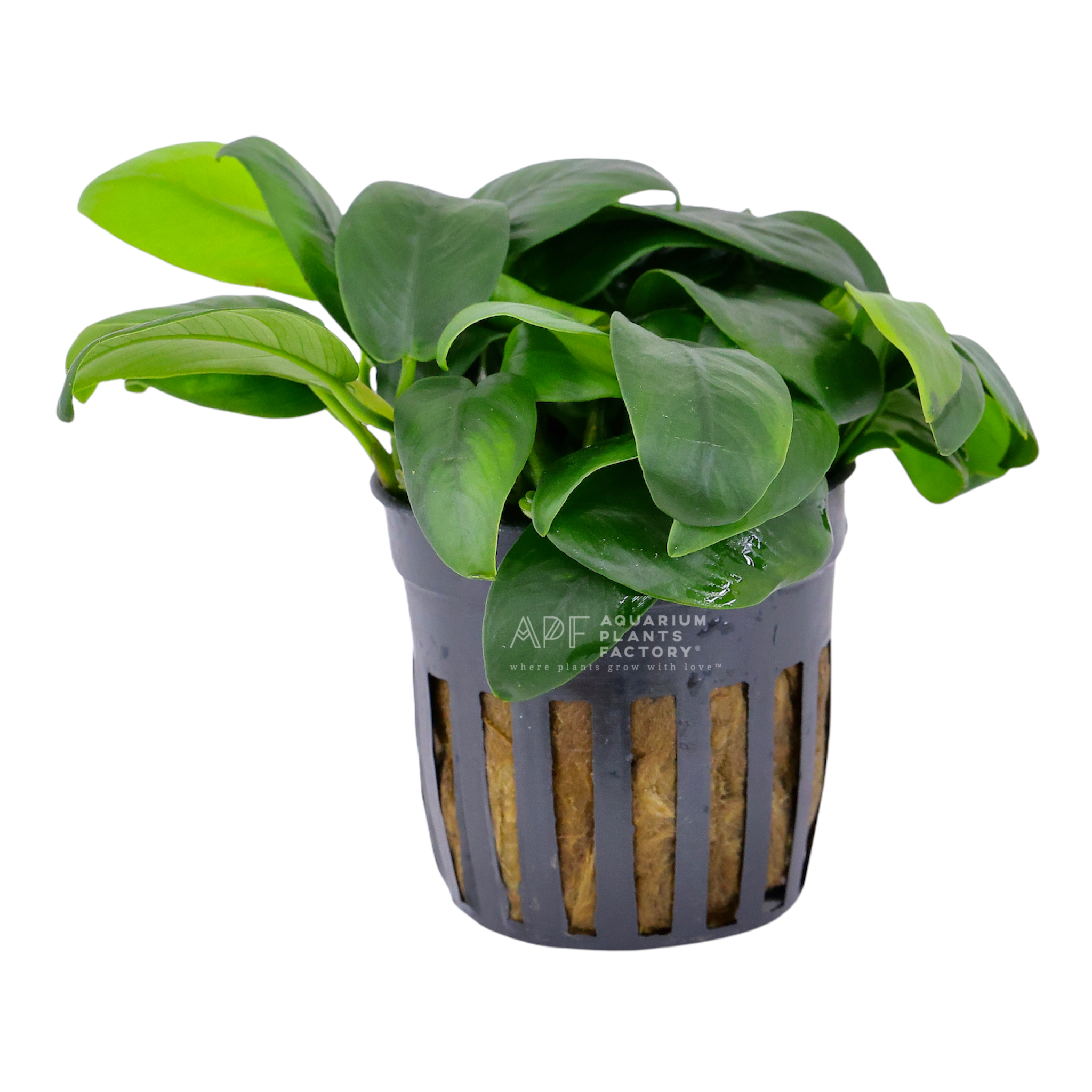 Anubias Bonsai - Aquarium Plants Factory