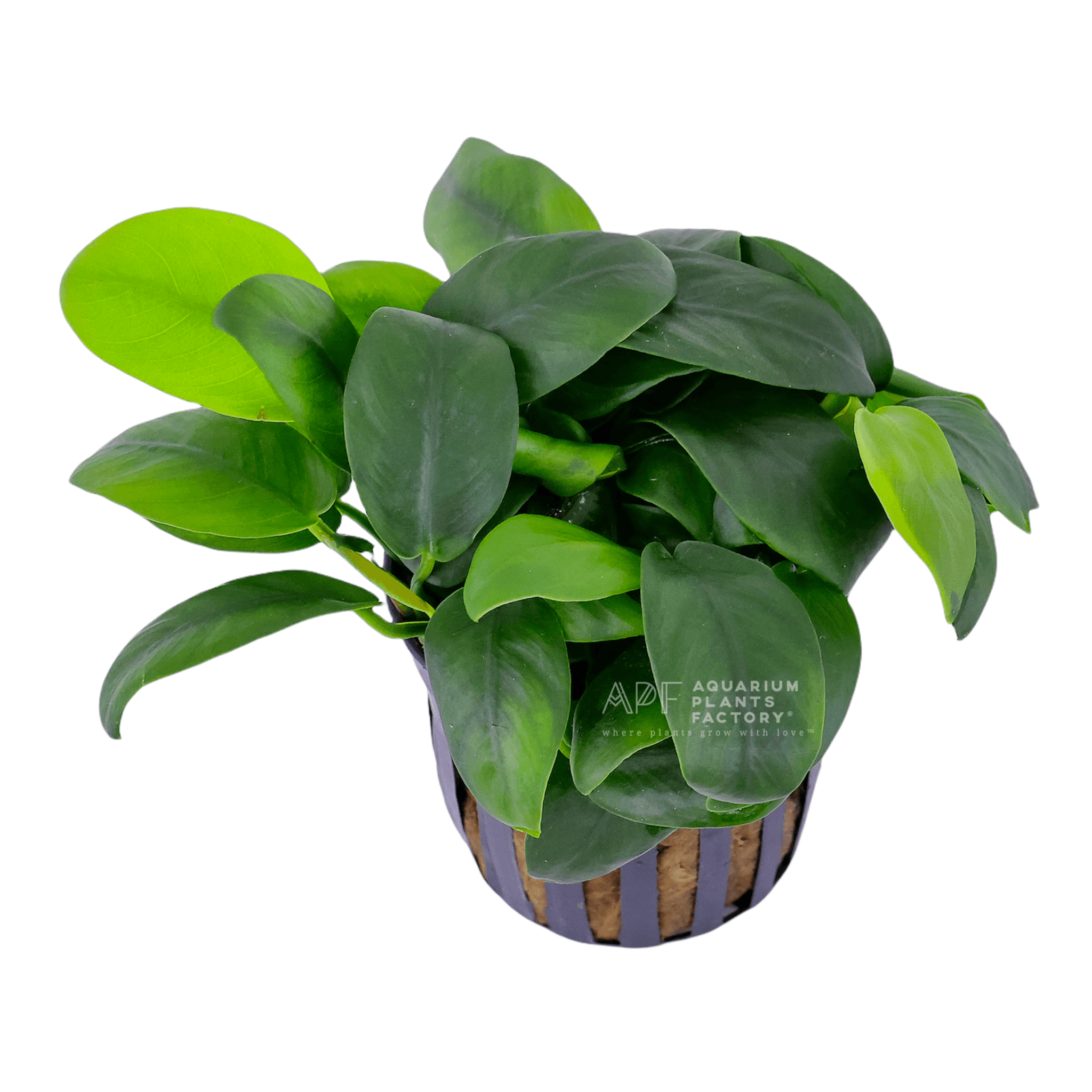 Anubias Bonsai Potted APF Aquarium Plants Factory