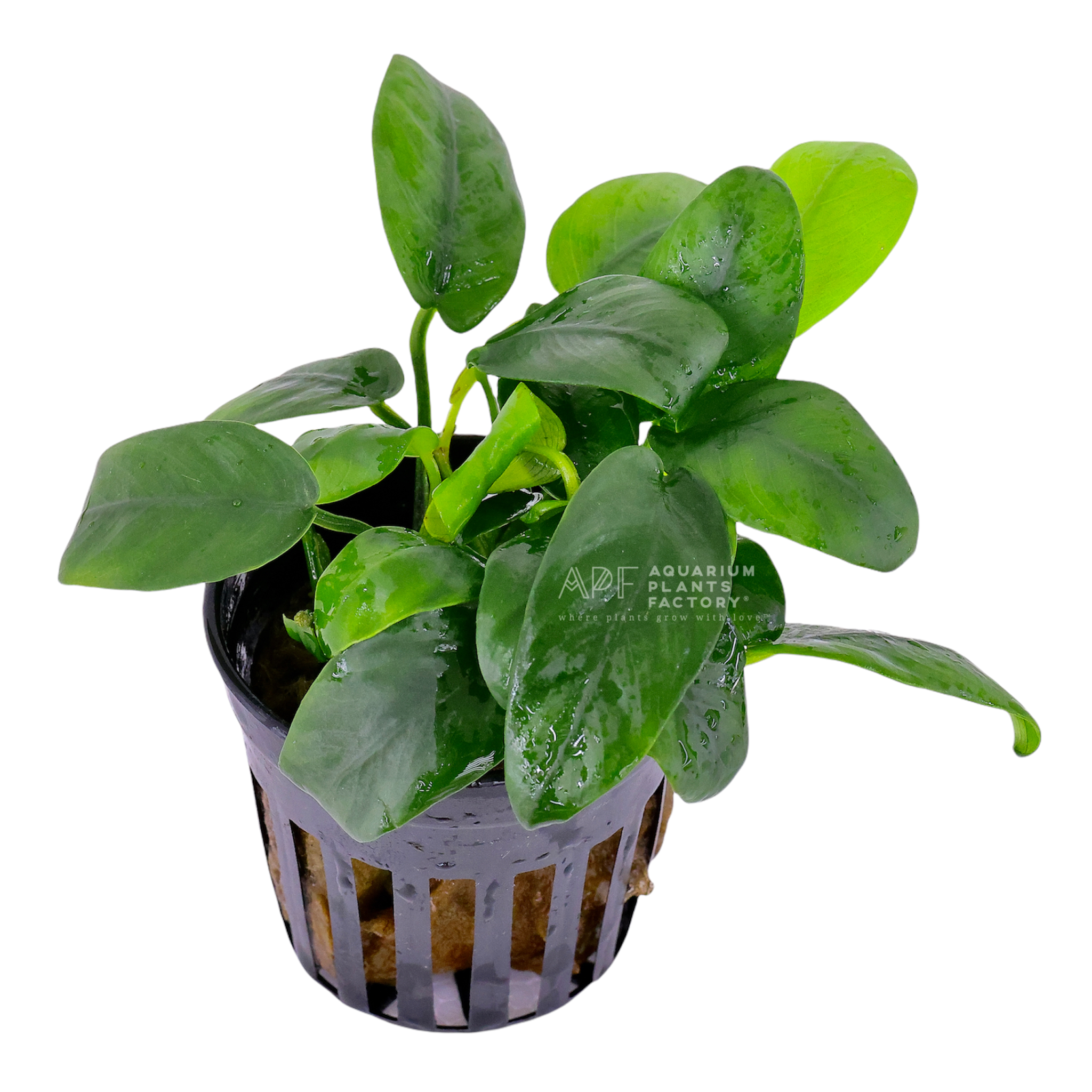 Anubias Bonsai - Aquarium Plants Factory