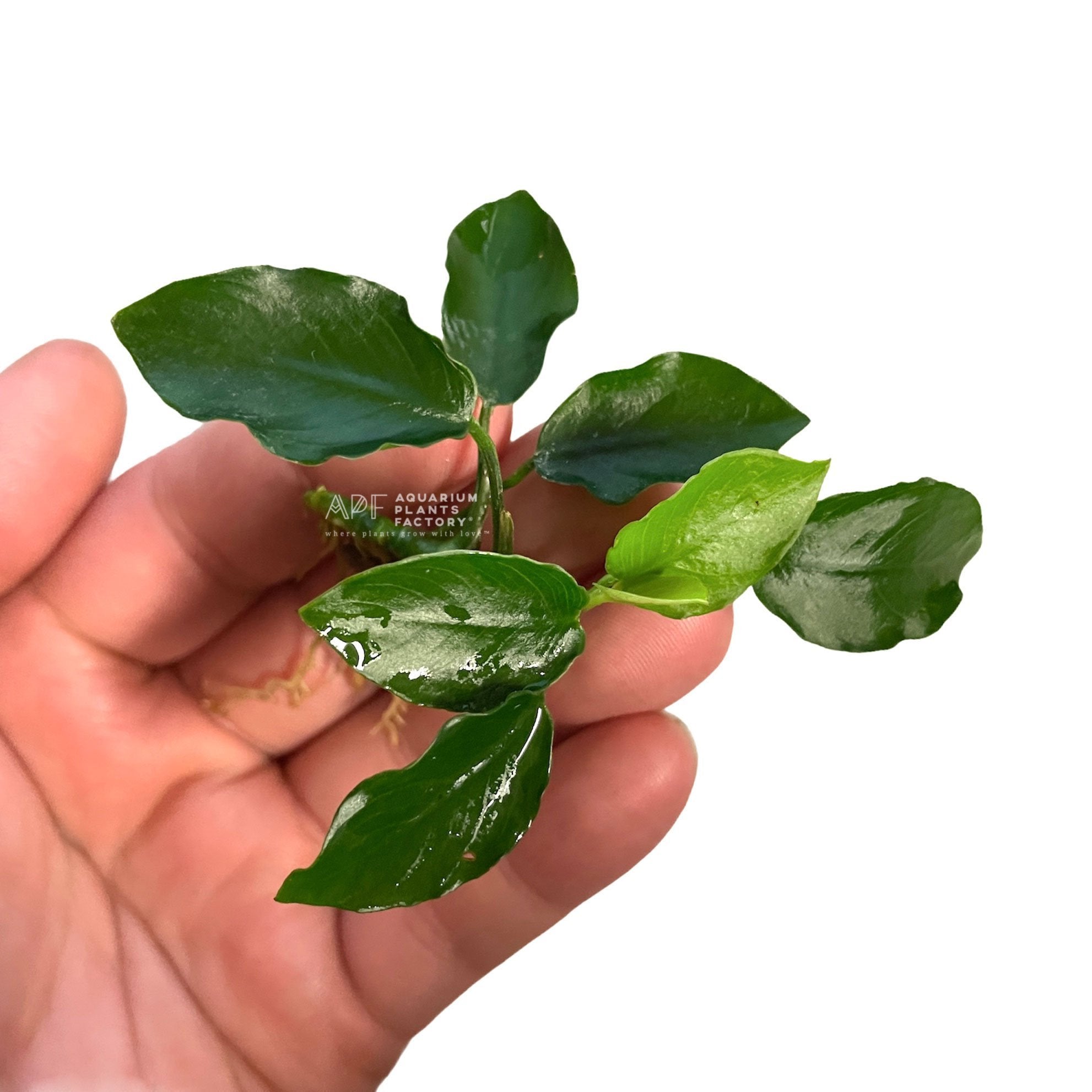 Anubias Bonsai Wavy - Aquarium Plants Factory