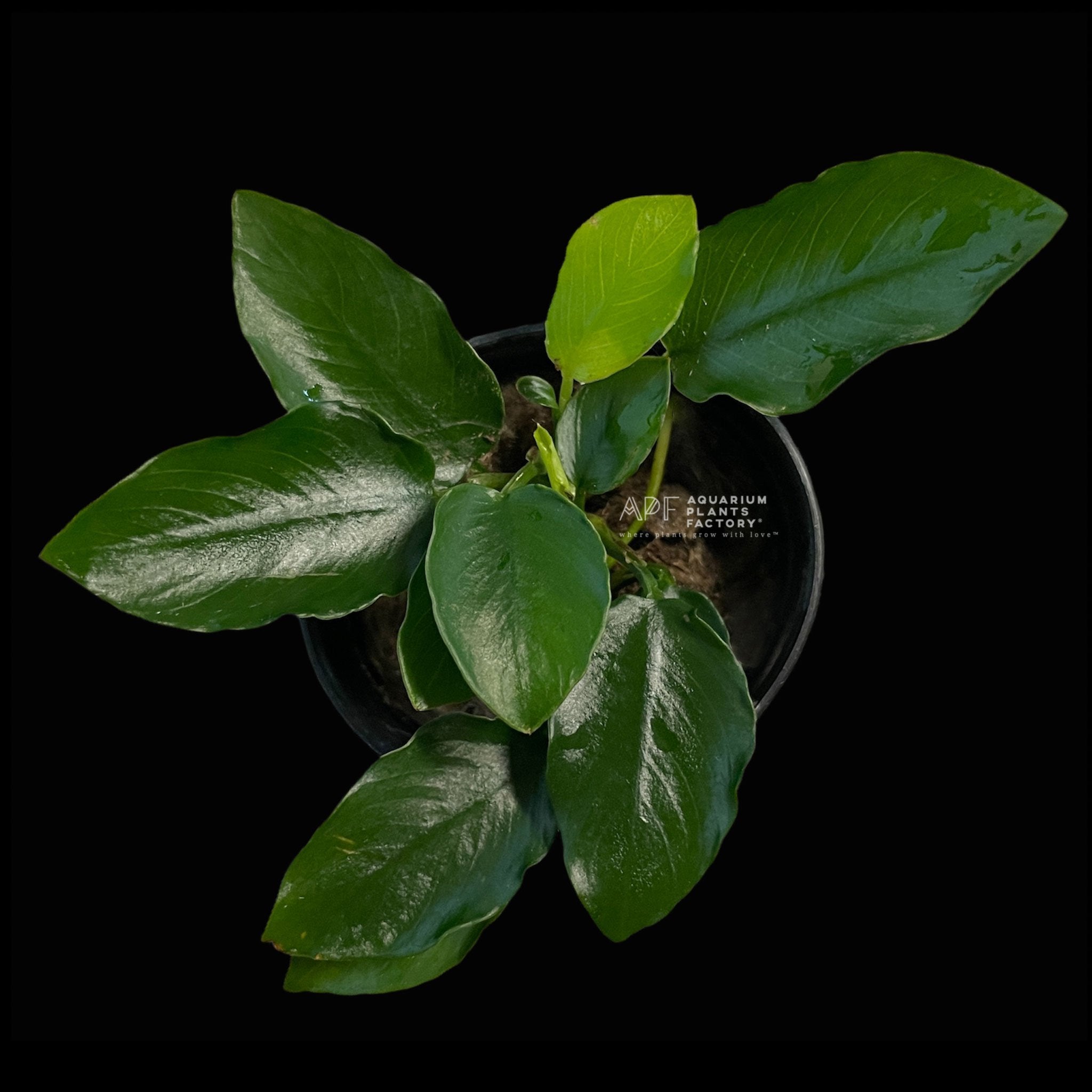 Anubias Bonsai Wavy - Aquarium Plants Factory