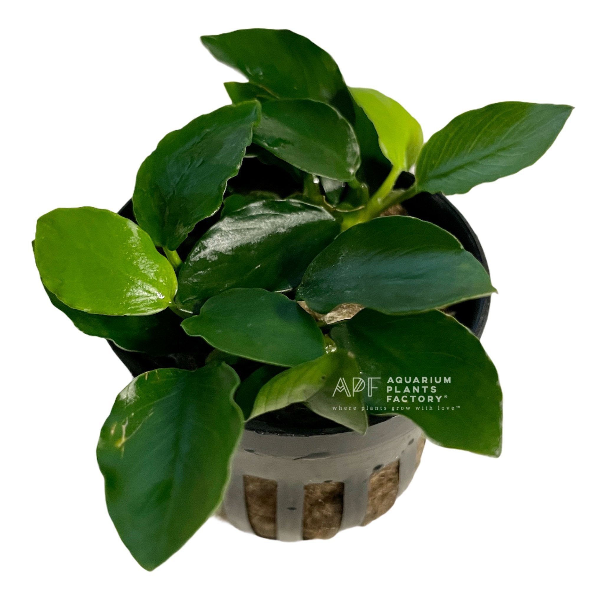 Anubias Bonsai Wavy - Aquarium Plants Factory