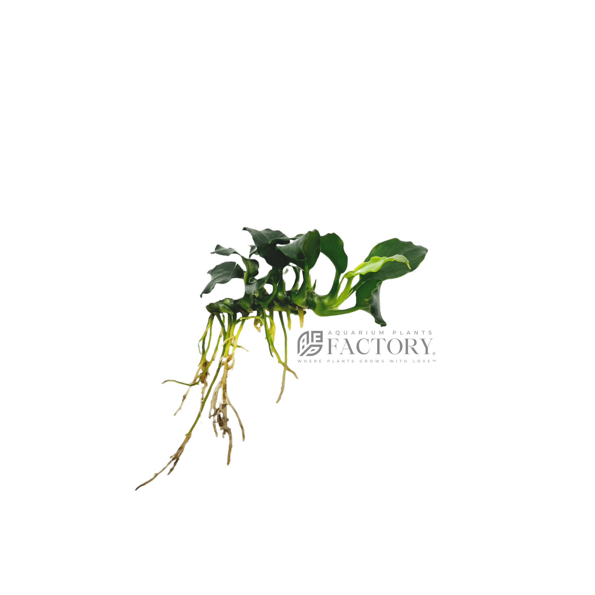 Anubias Bonsai Wavy