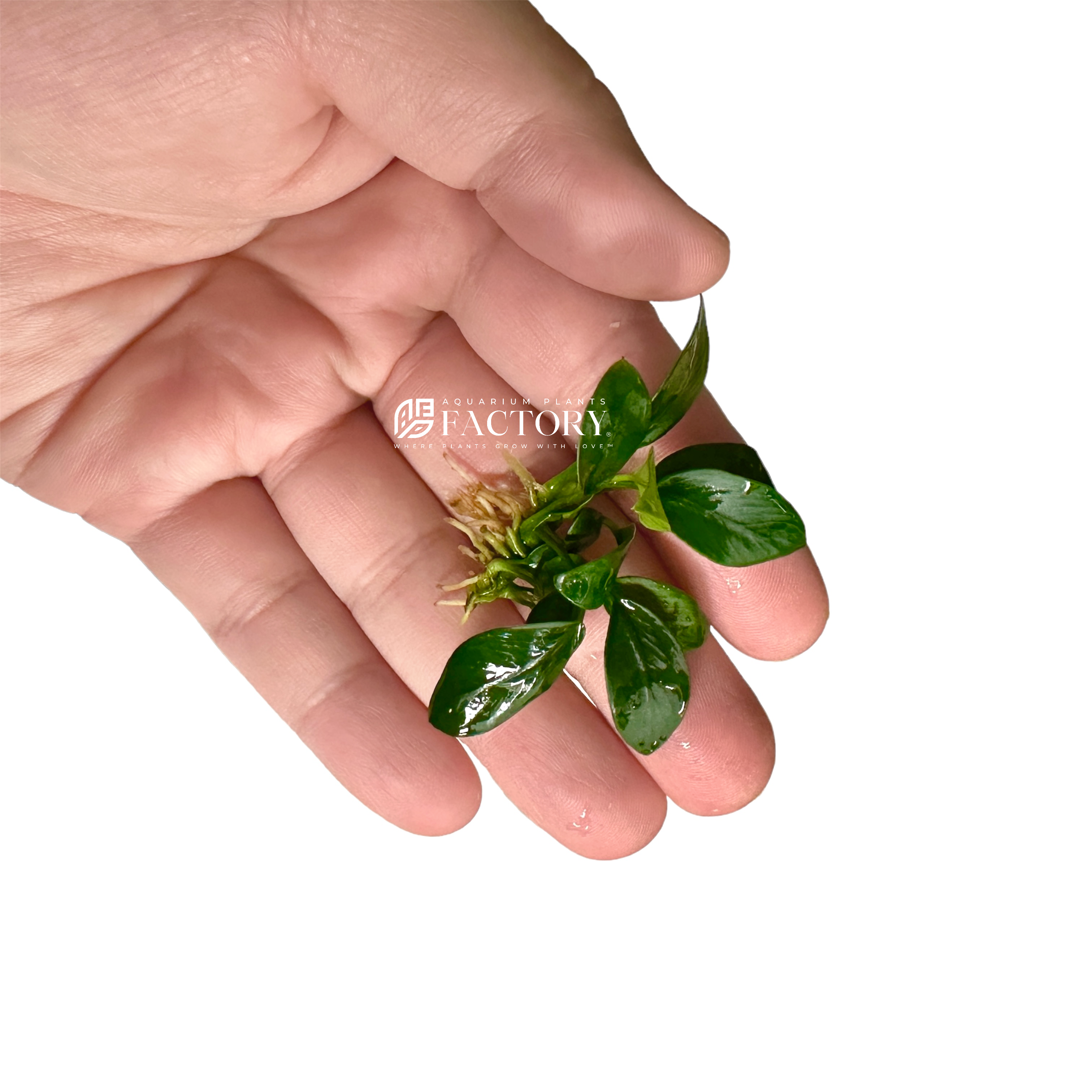 Anubais Bonsai APF Aquarium Plants Factory®