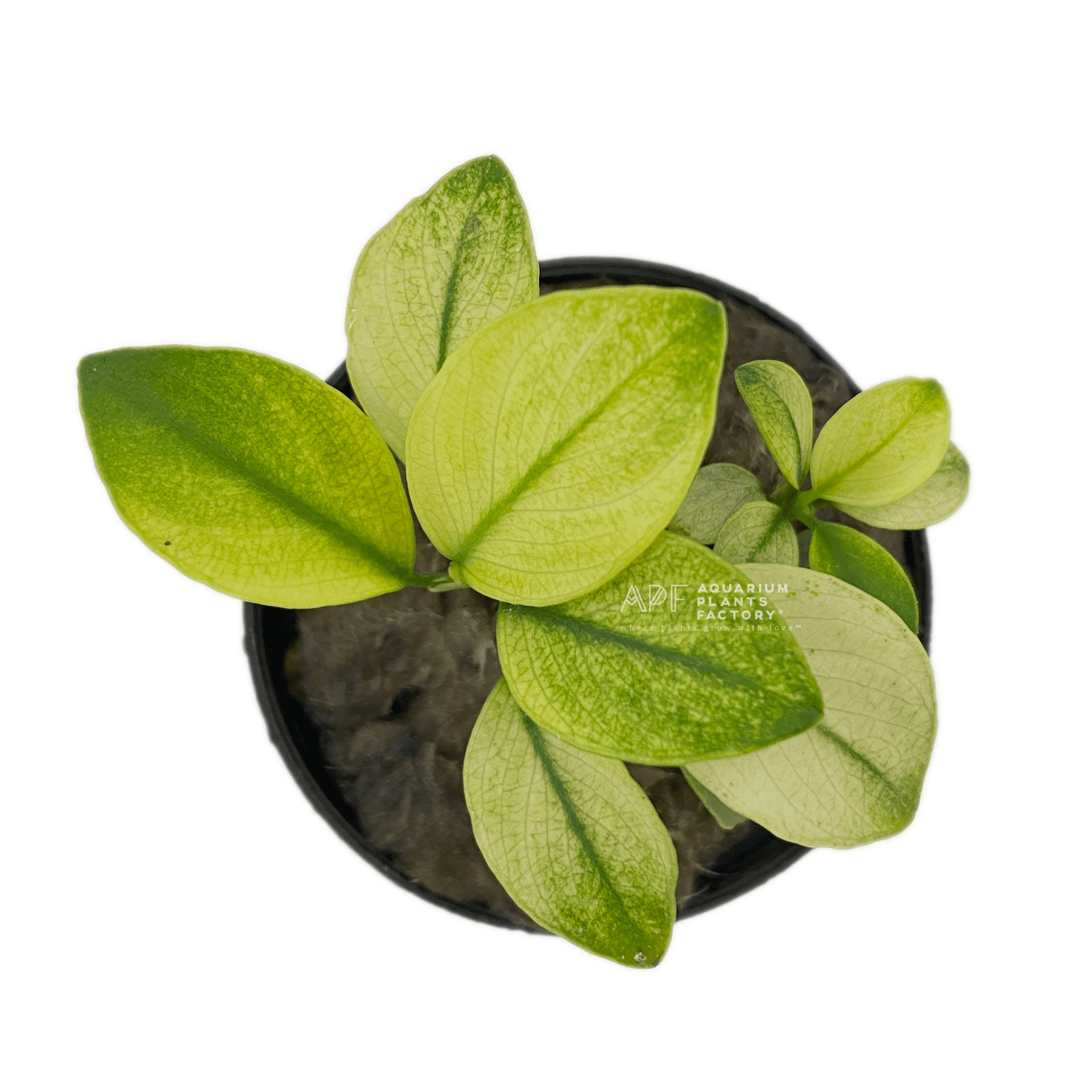 Anubias Broad White - Aquarium Plants Factory