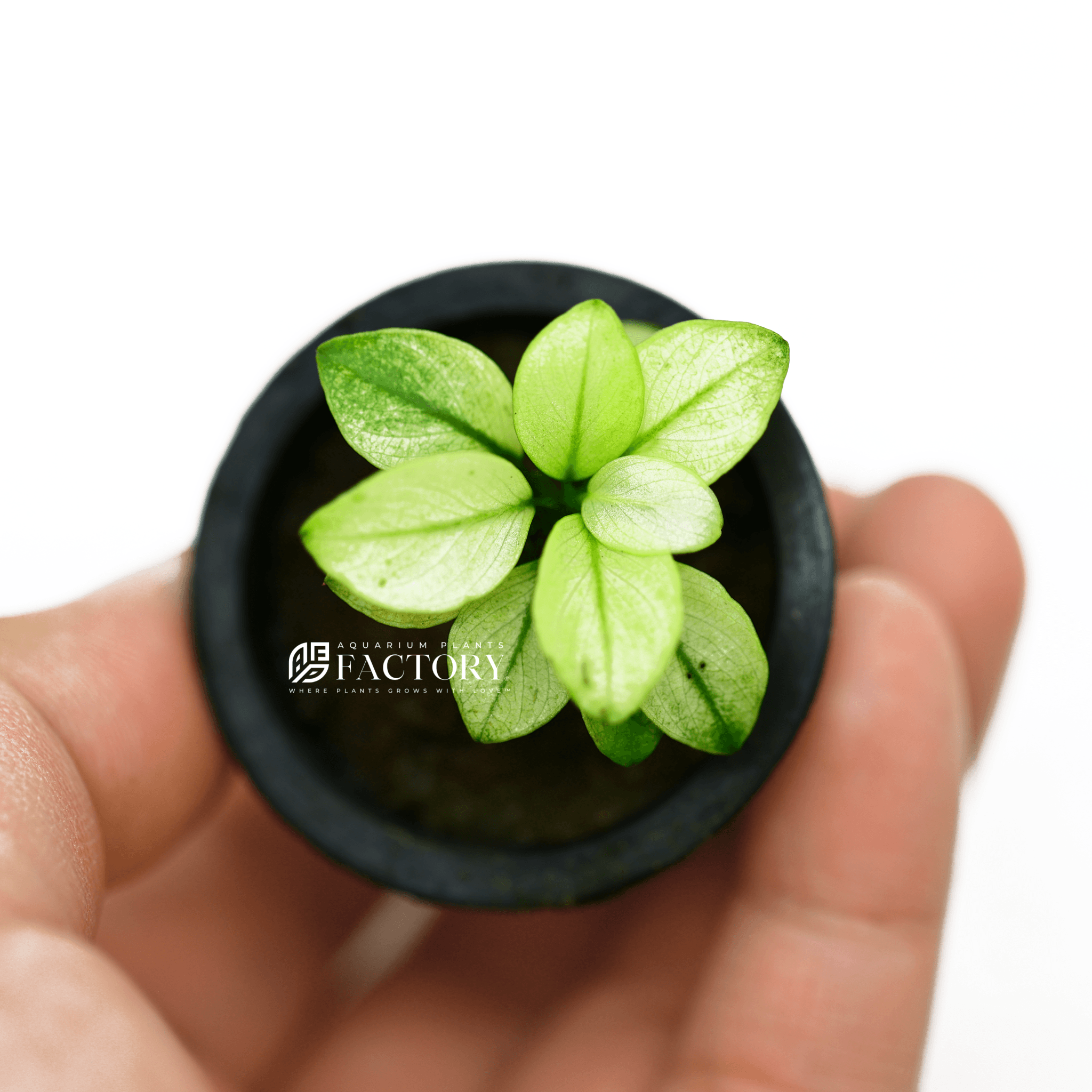 Anubias Broad White APF Aquarium Plants Factory