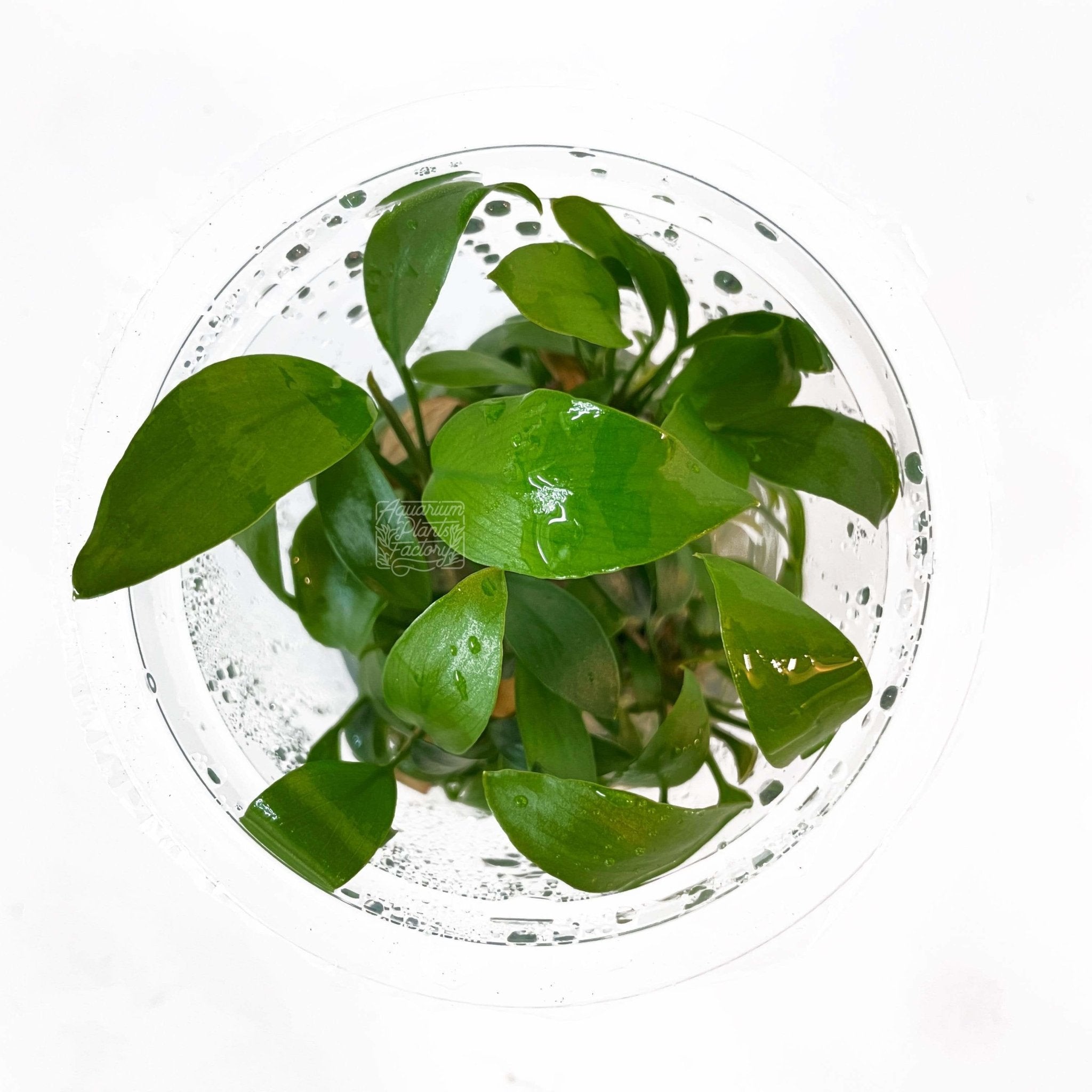 Anubias Heterophylla - Tissue Culture - Aquarium Plants Factory