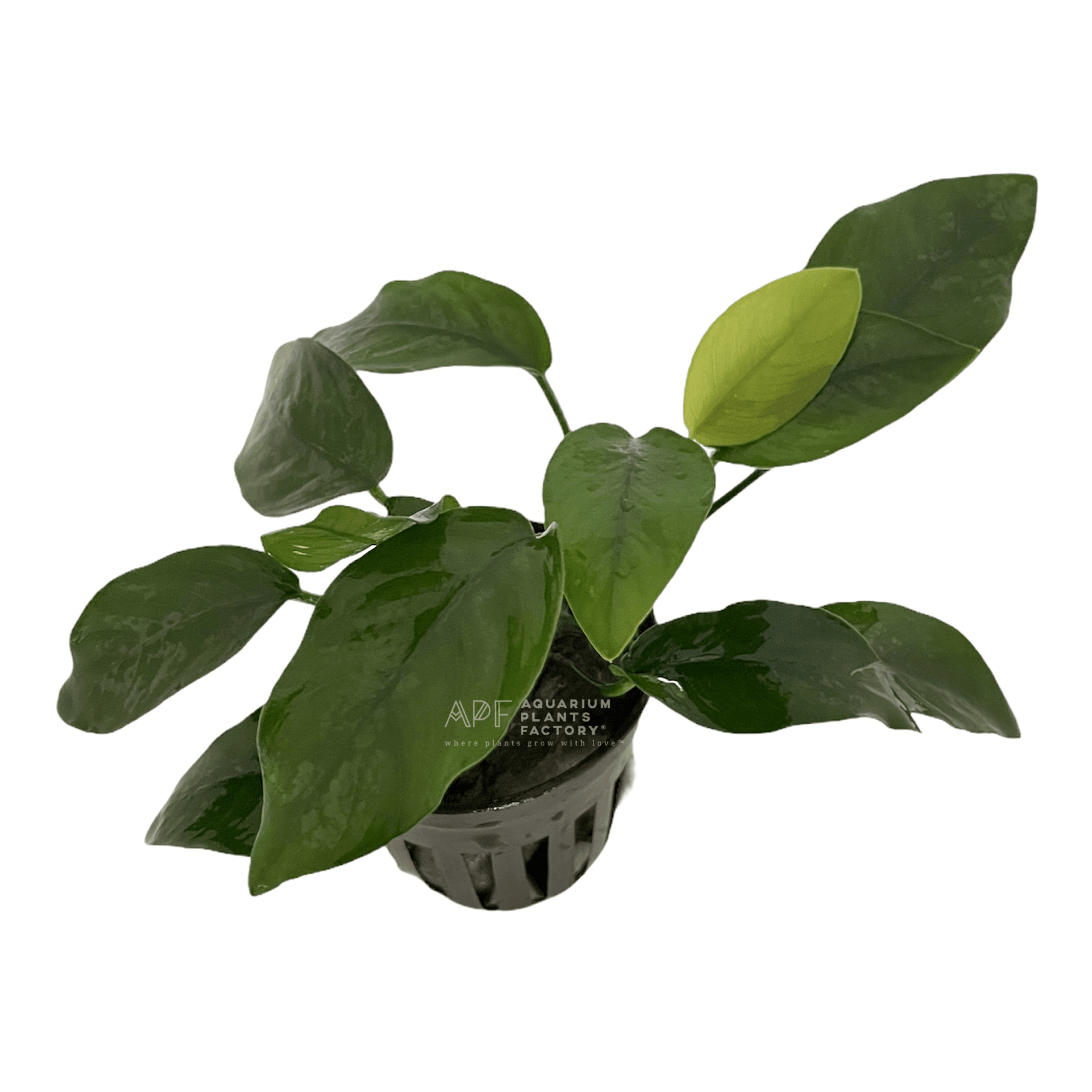 Anubias Nana - Aquarium Plants Factory