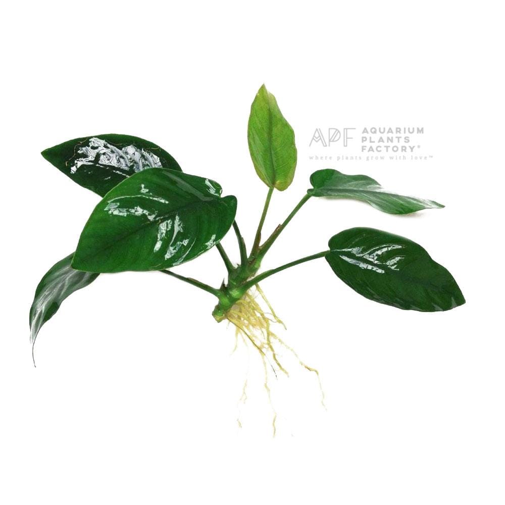 Anubias Nana - Loose Rhizome - Aquarium Plants Factory