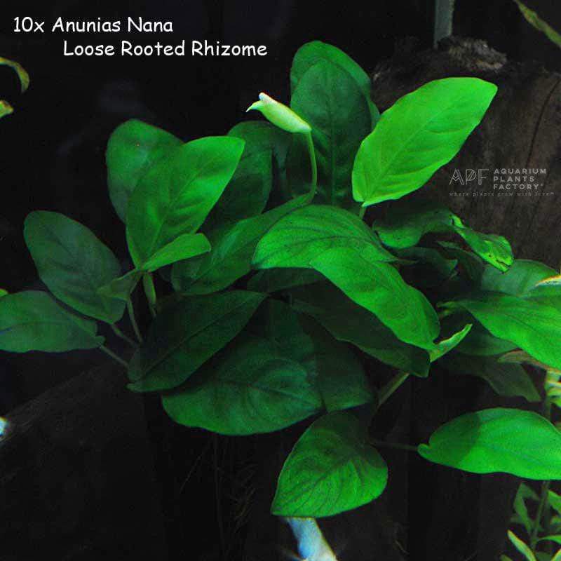 Anubias Nana - Loose Rhizome - Aquarium Plants Factory