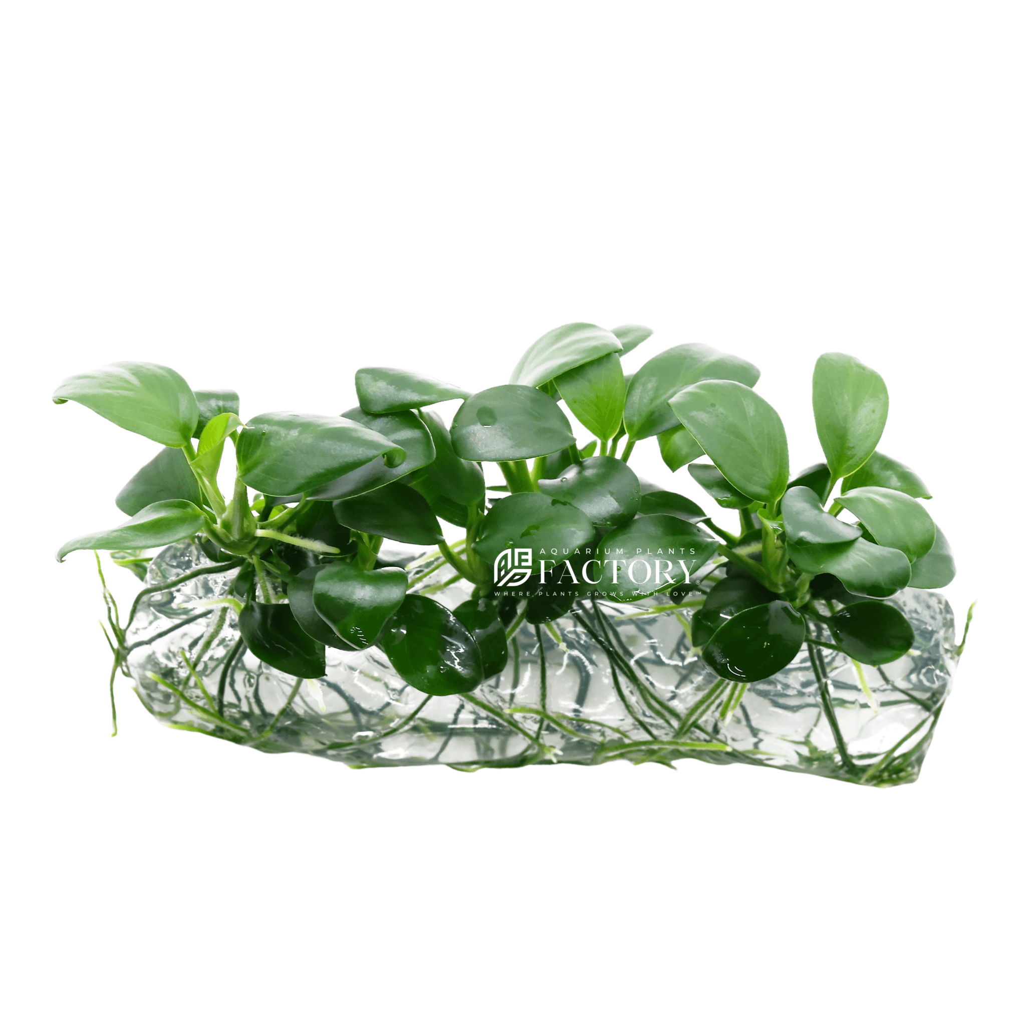 Anubias Barteri Broad Leaf Vitro Culture