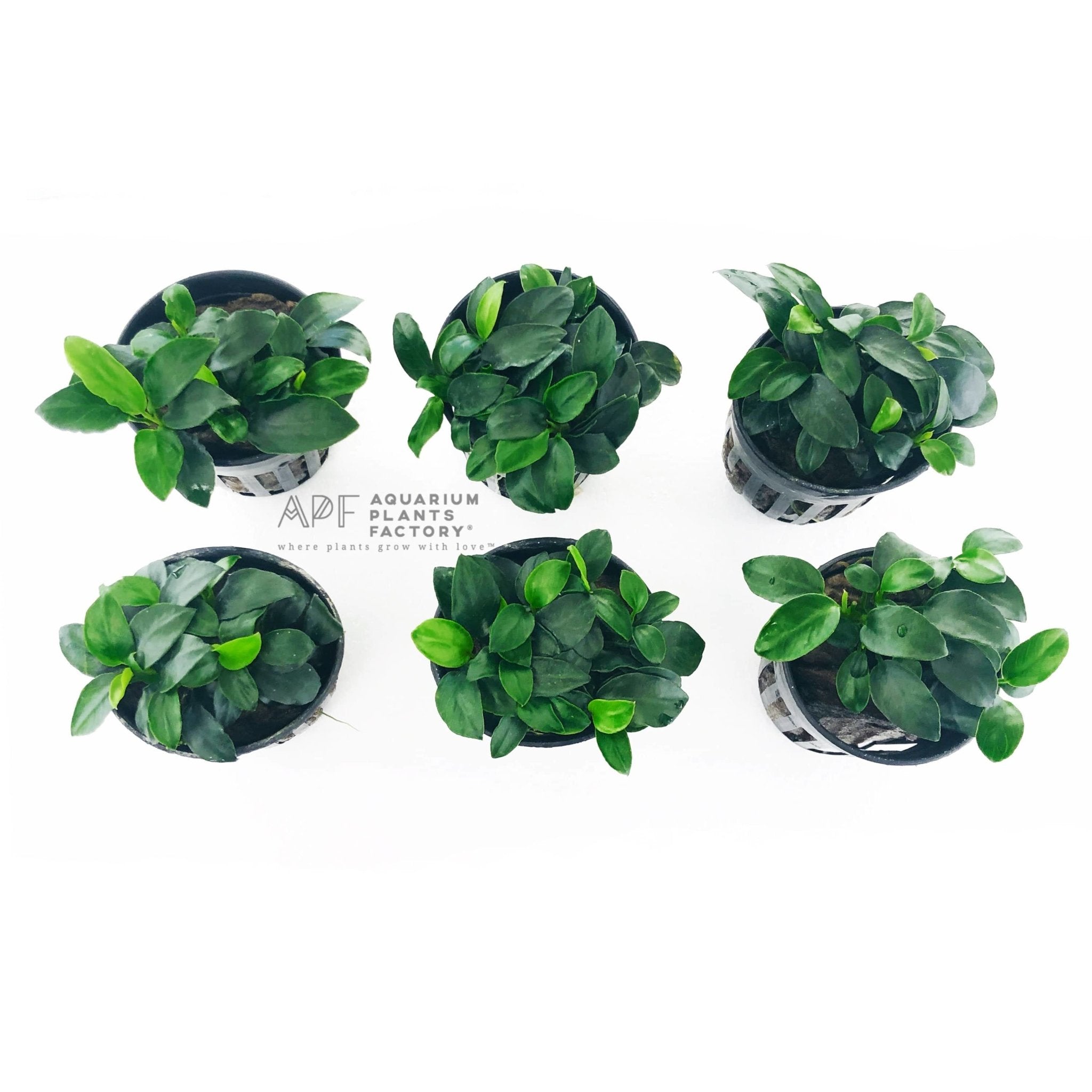 Anubias Petite Potted | APF Aquarium Plants Factory