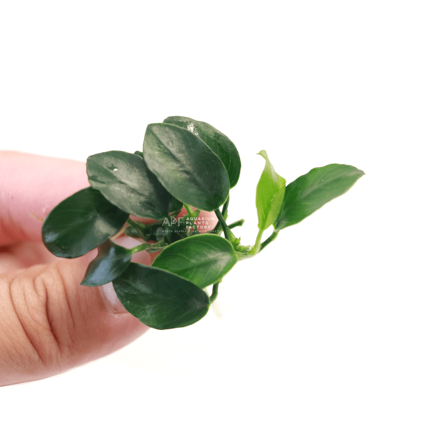 Anubias Petite Bare-root Rhizome APF Aquarium Plants Factory