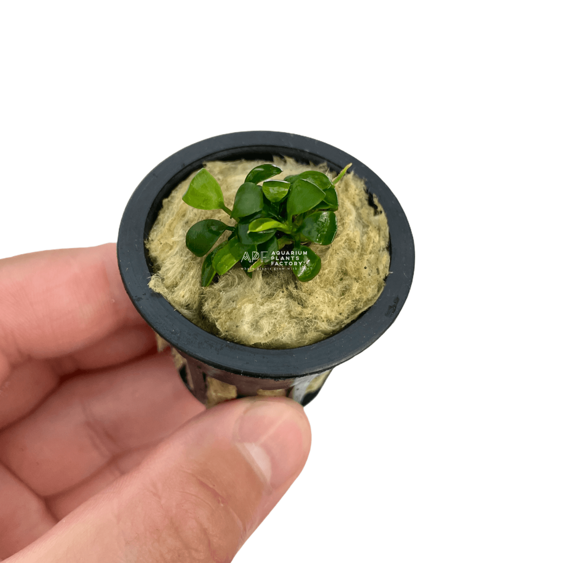 Anubias 'Super Petite' - Aquarium Plants Factory