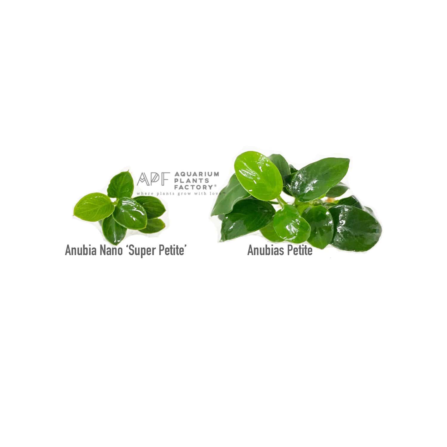 Anubias 'Super Petite' - Aquarium Plants Factory