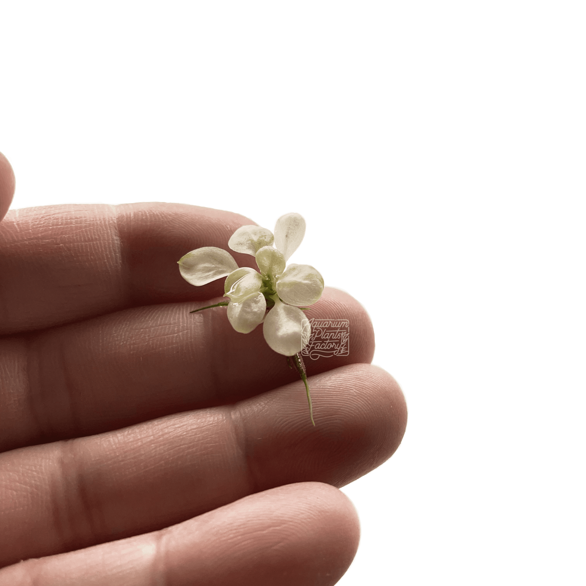 Anubias White 'Nano Petite' - Aquarium Plants Factory