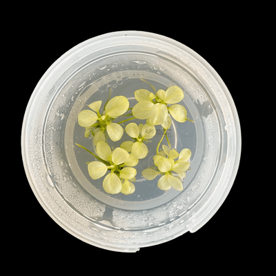 Anubias White 'Nano Petite' - Tissue Culture Cup - Aquarium Plants Factory