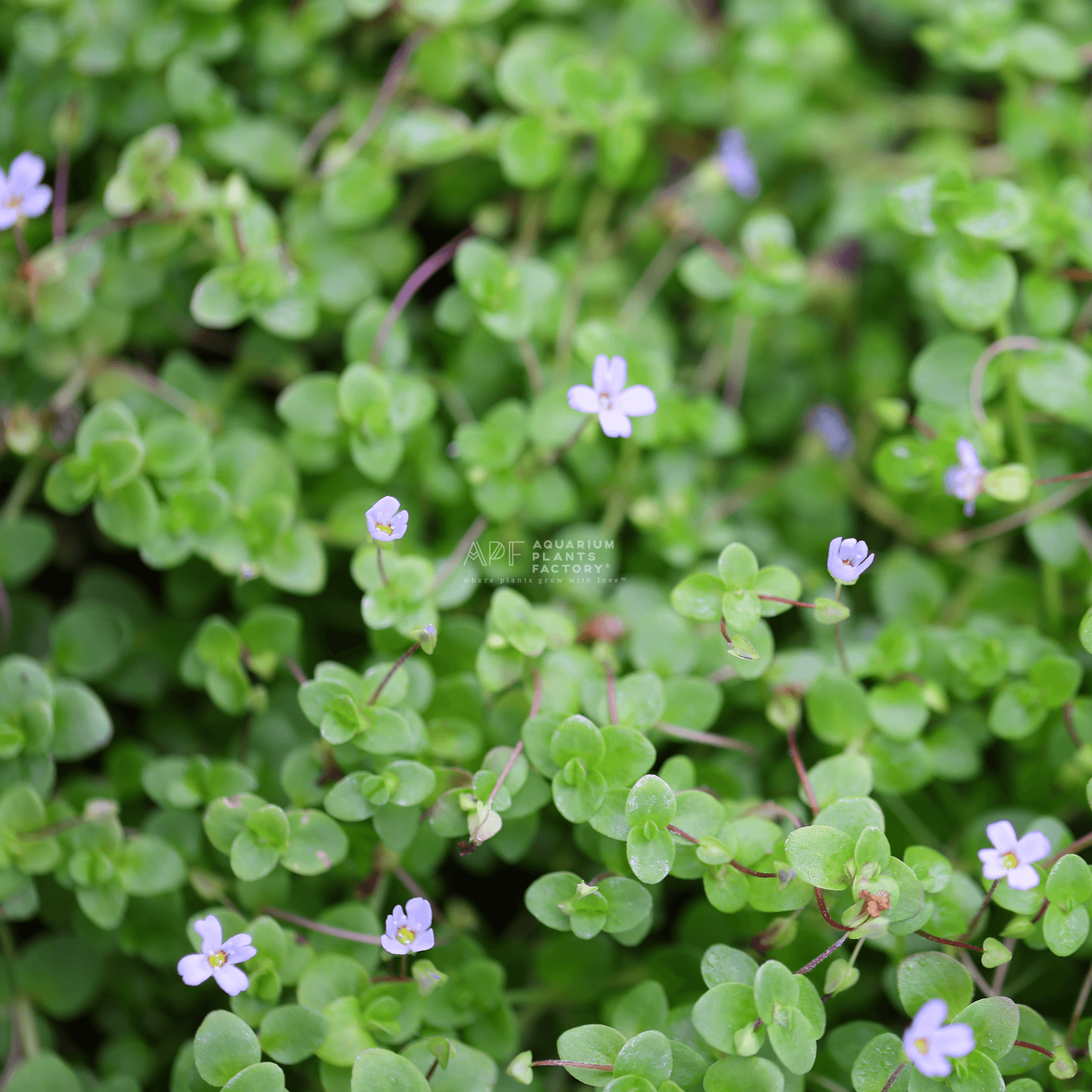 Bacopa Australis / Bacopa Rotundifolia | APF Aquarium Plants Factory