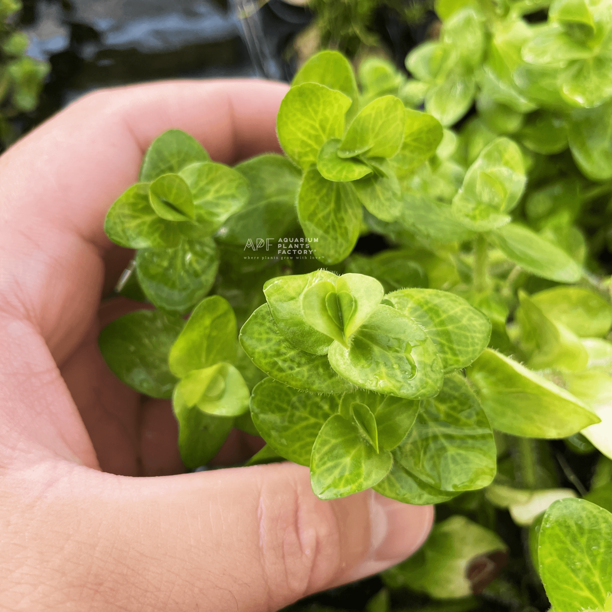 Bacopa Lanigera 'Variegata' - Aquarium Plants Factory