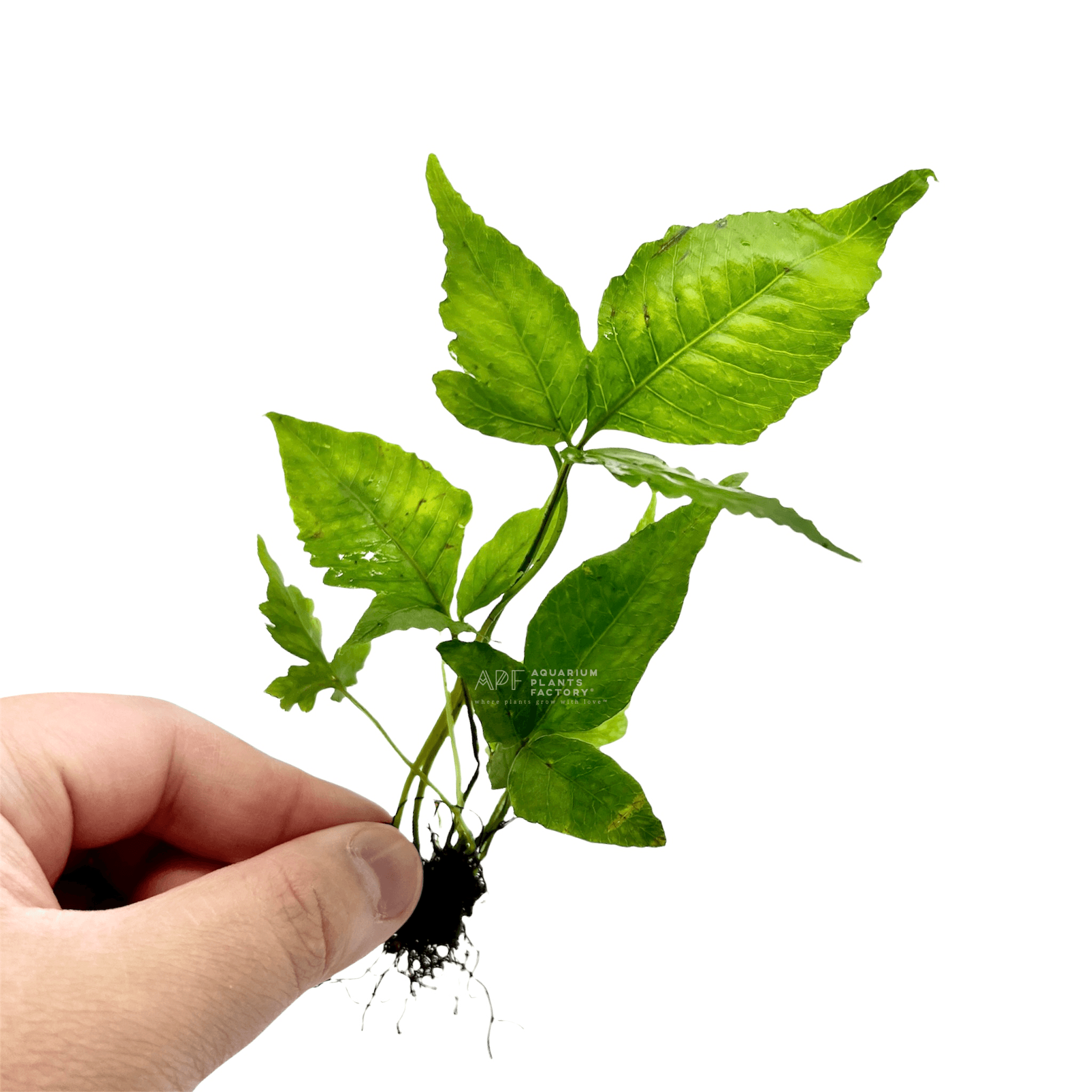 Bolbitis Heteroclita Asiatica | El Niño Fern Bare-root | APF Aquarium Plants Factory®