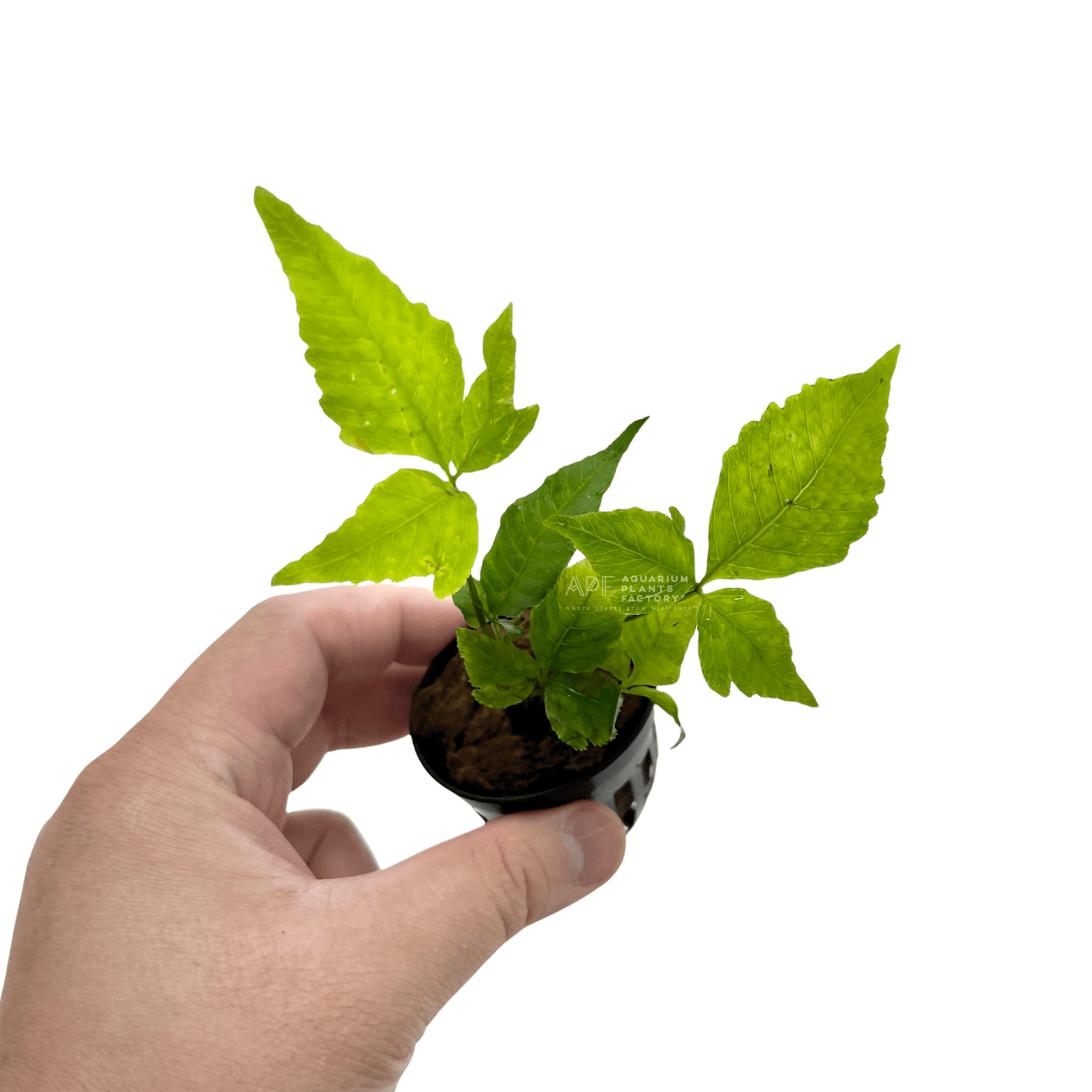 Bolbitis Heteroclita Asiatica | El Niño Fern | APF Aquarium Plants Factory®