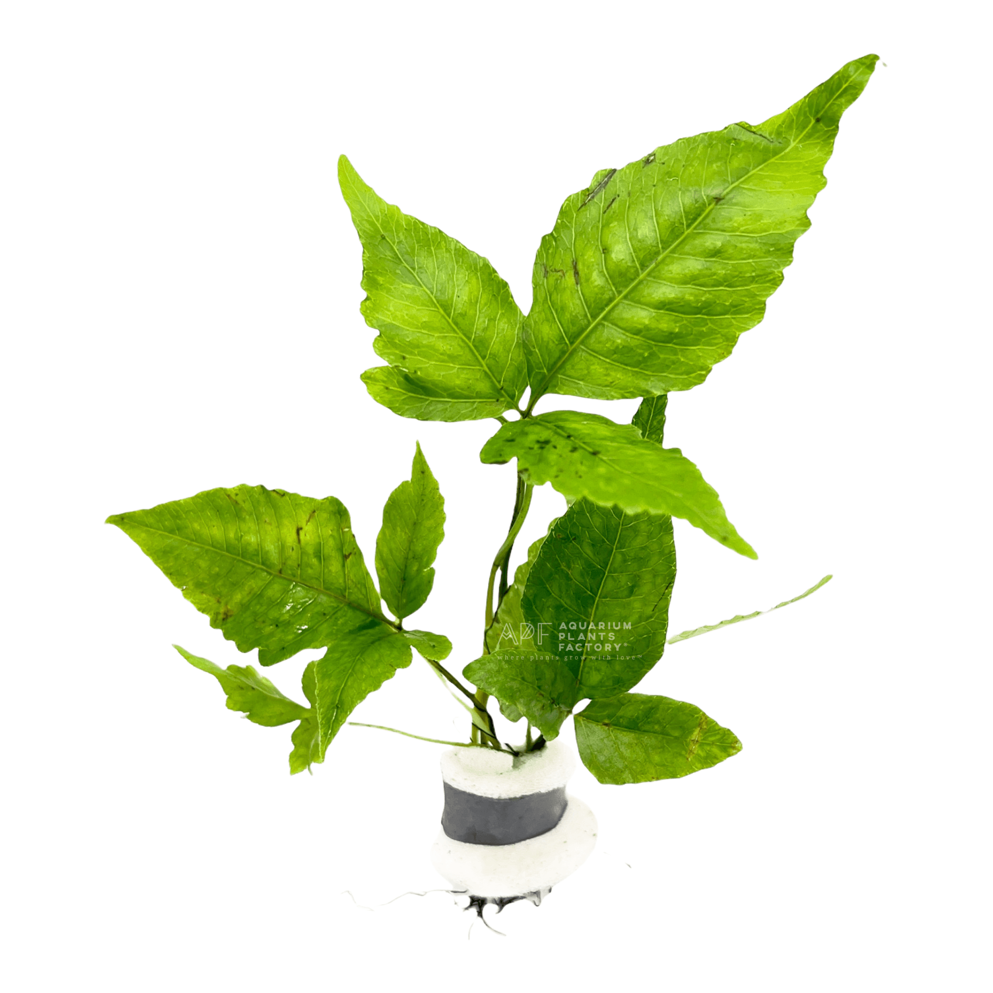 Bolbitis Heteroclita Asiatica | El Niño Fern | APF Aquarium Plants Factory®