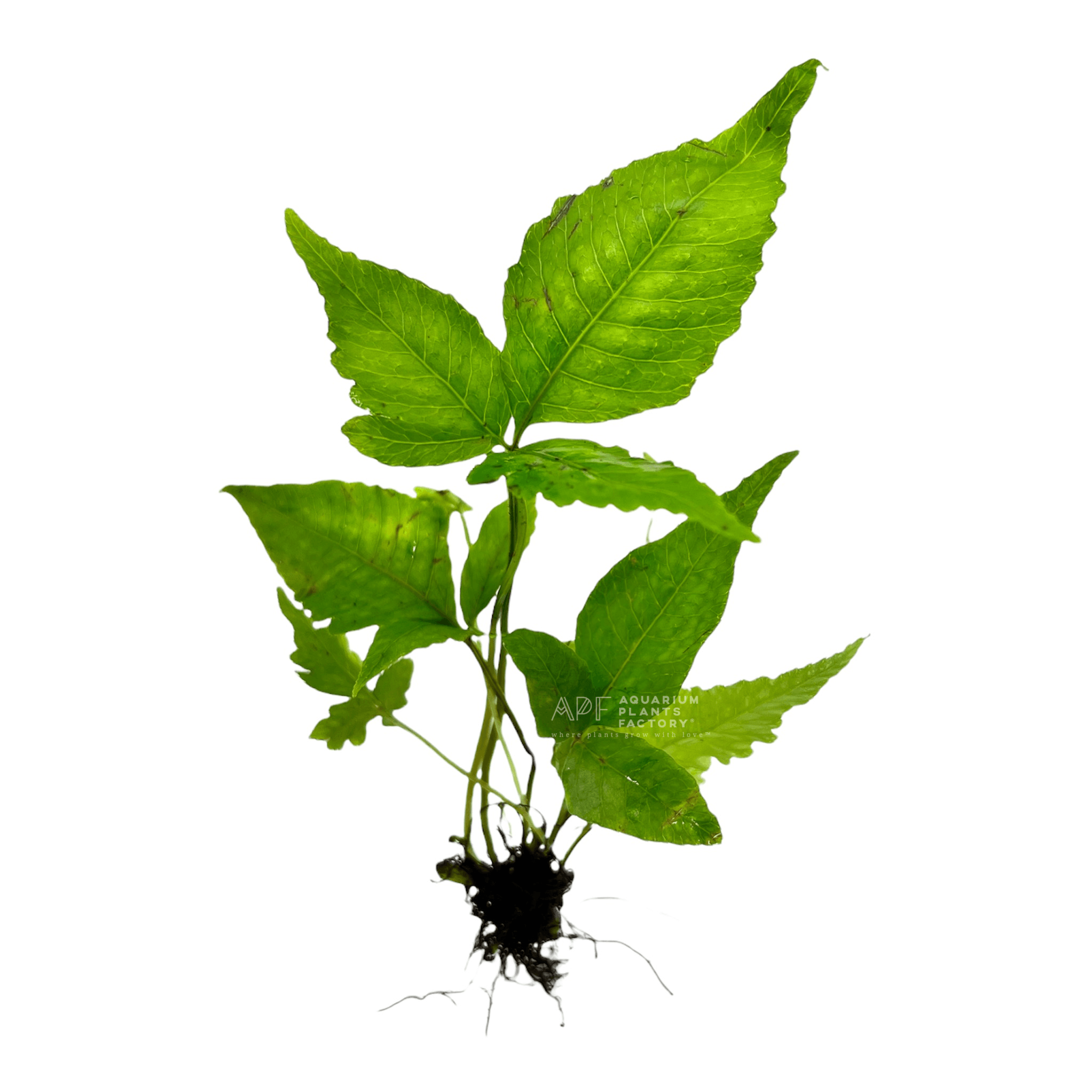 Bolbitis Asiatica | El Niño Fern | APF Aquarium Plants Factory®