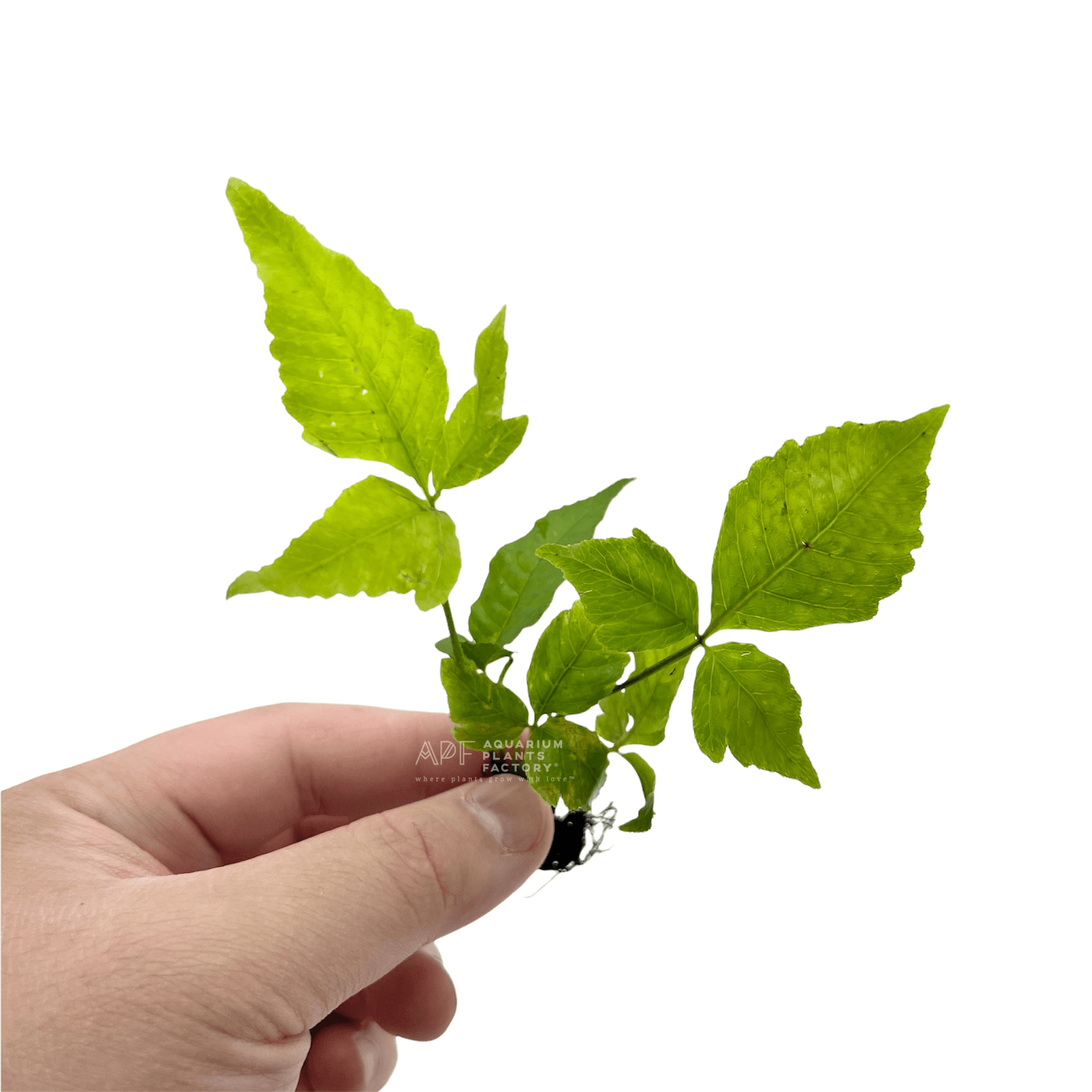 Bolbitis Heteroclita Asiatica | El Niño Fern | APF Aquarium Plants Factory®