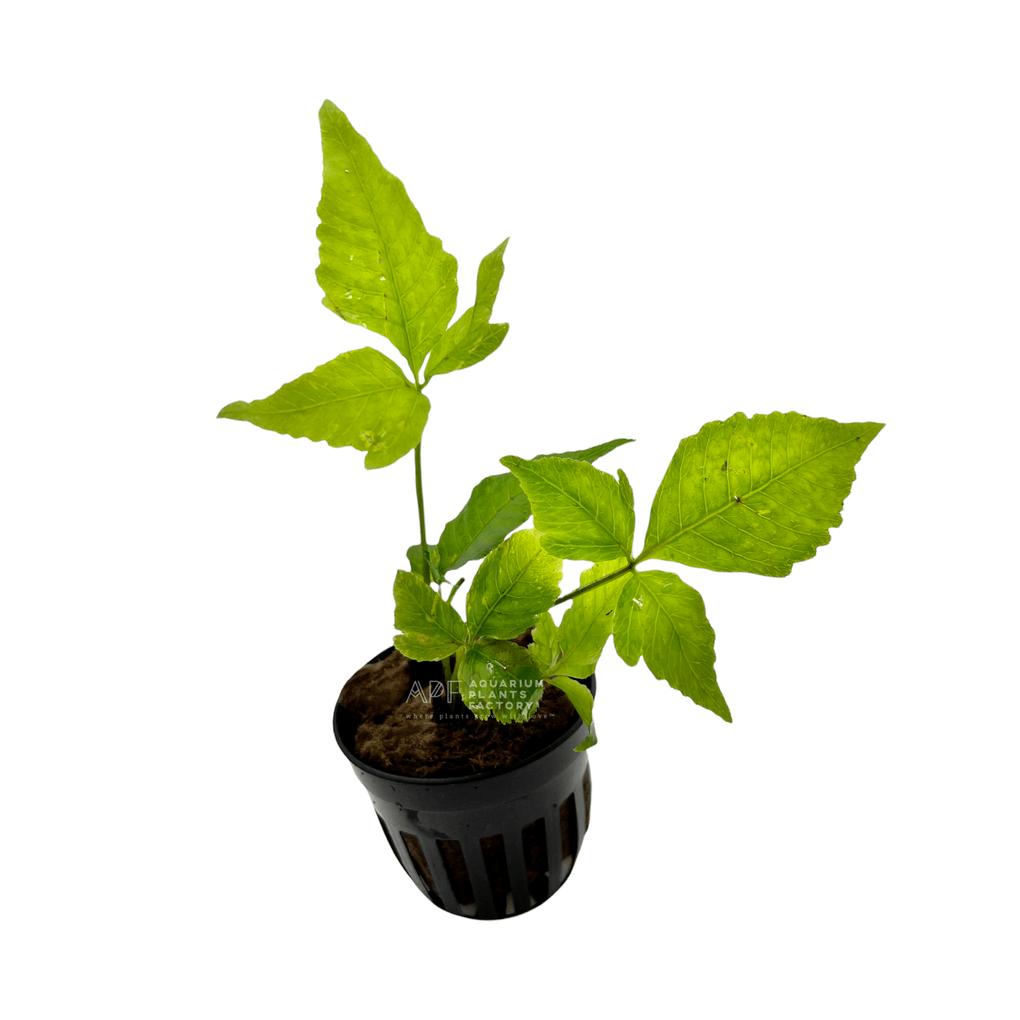 Bolbitis Heteroclita Asiatica | El Niño Fern | APF Aquarium Plants Factory®