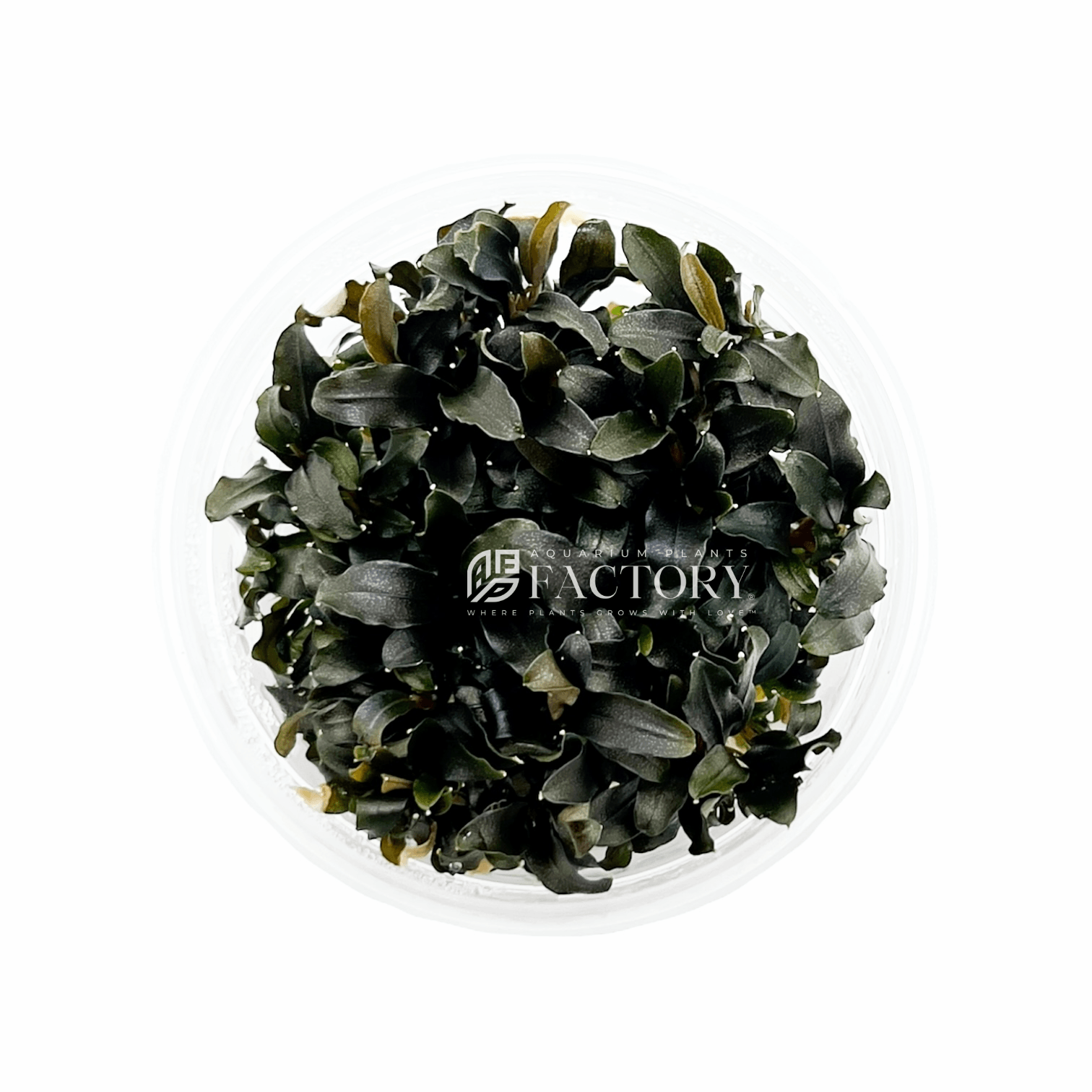 Bucephalandra Black Galaxy Tissue Culture APF Aquarium Plants Factory