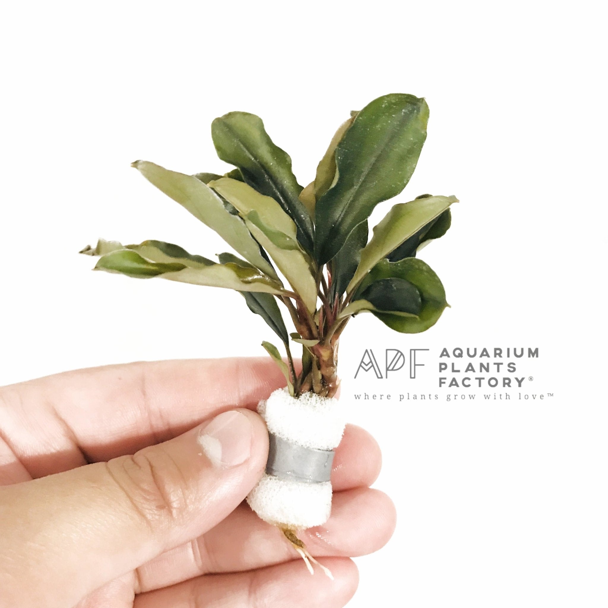 Bucephalandra Dark Blue - Aquarium Plants Factory