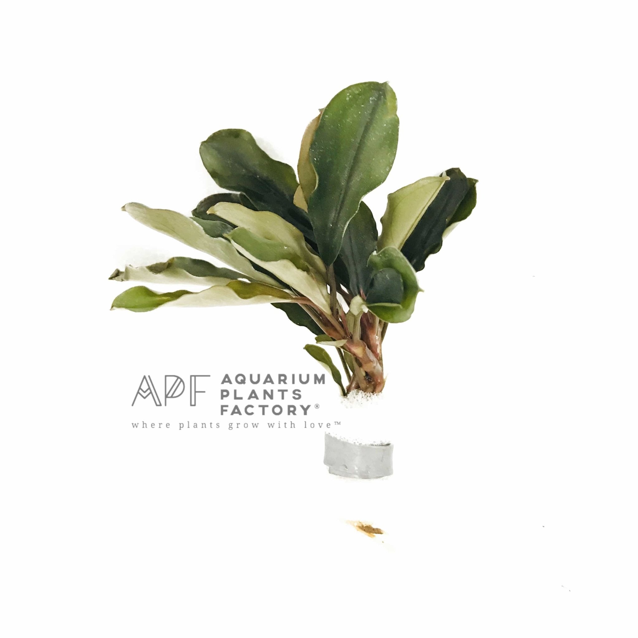 Bucephalandra Dark Blue - Aquarium Plants Factory