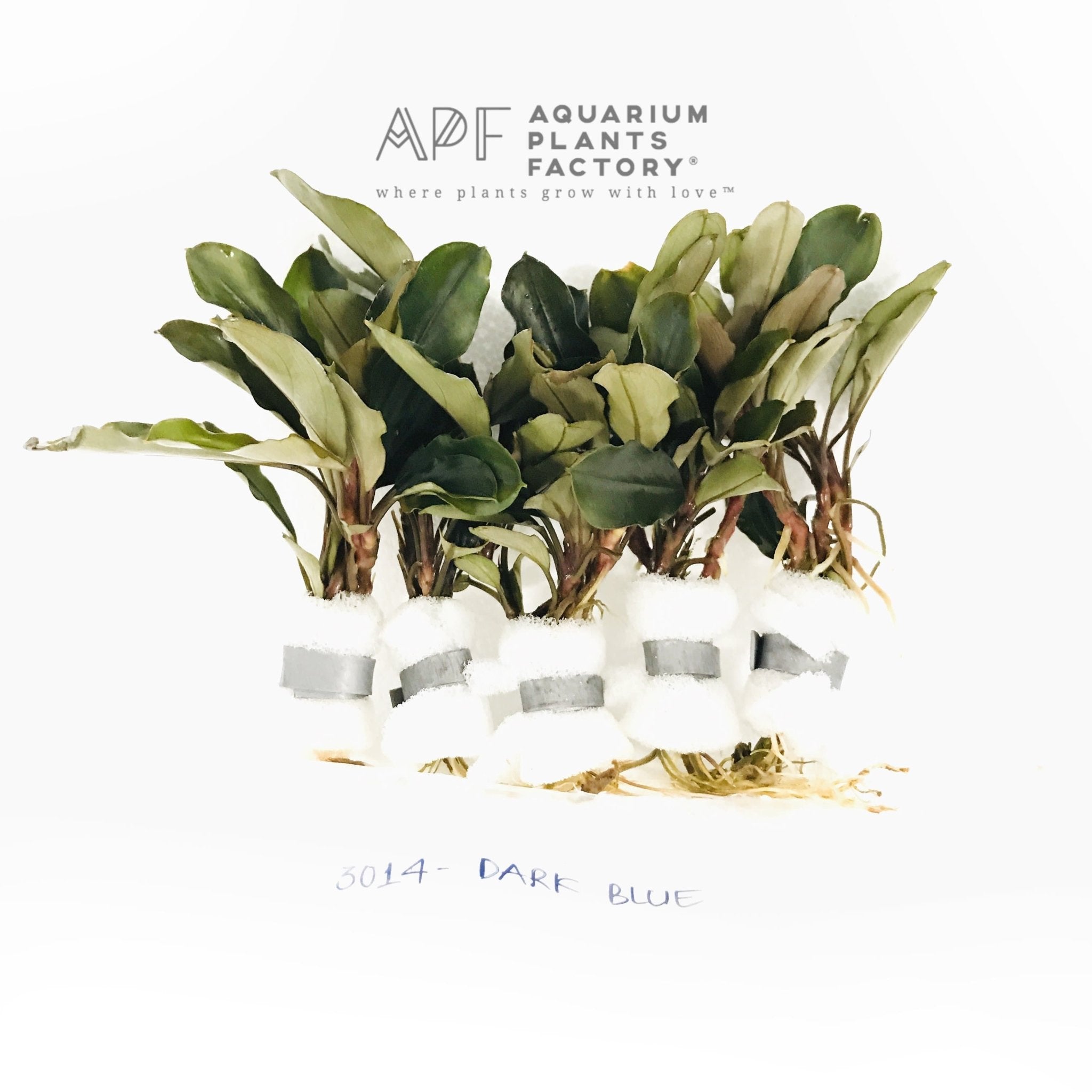 Bucephalandra Dark Blue - Aquarium Plants Factory