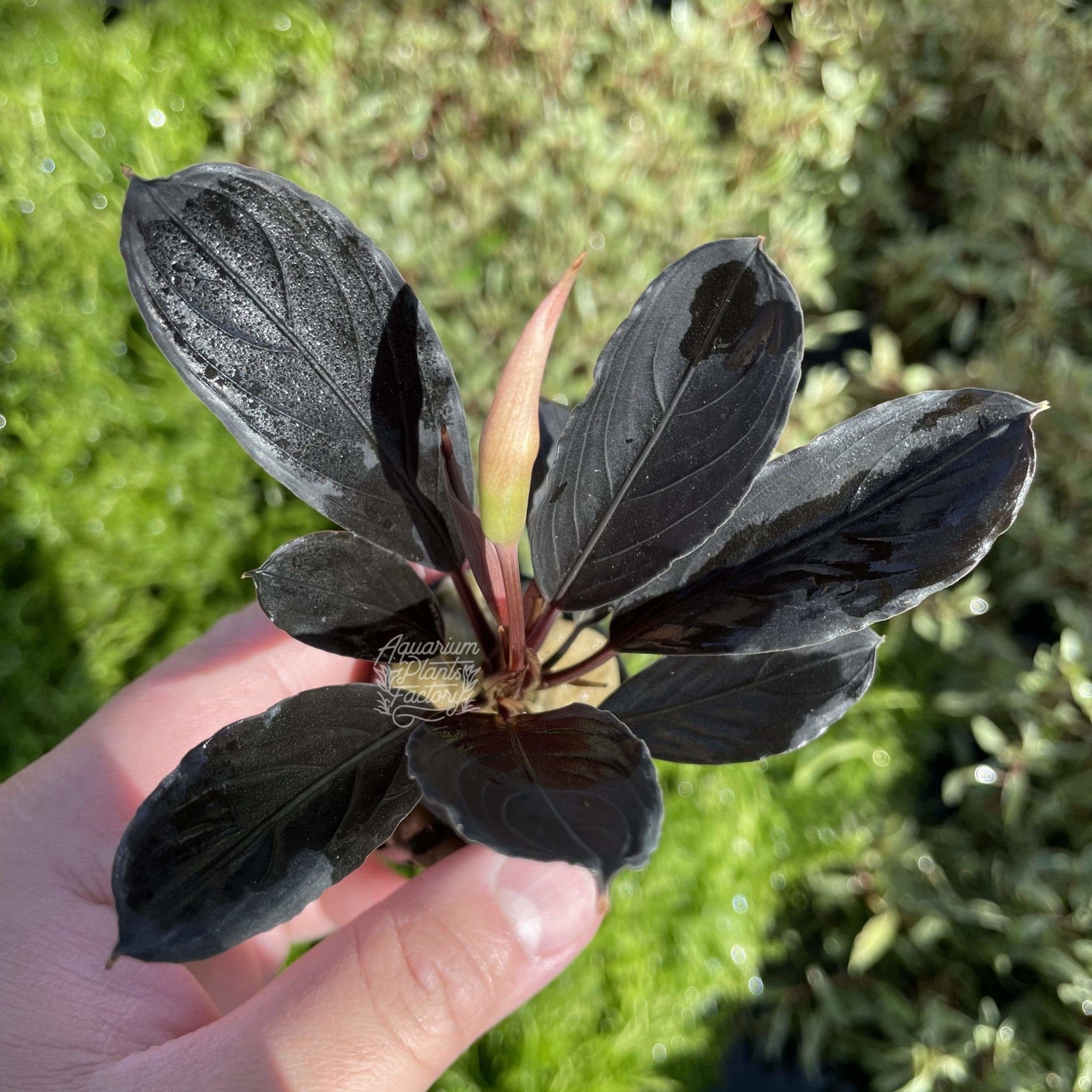 Bucephalandra Dark Skeleton King | Aquarium Plants Factory®