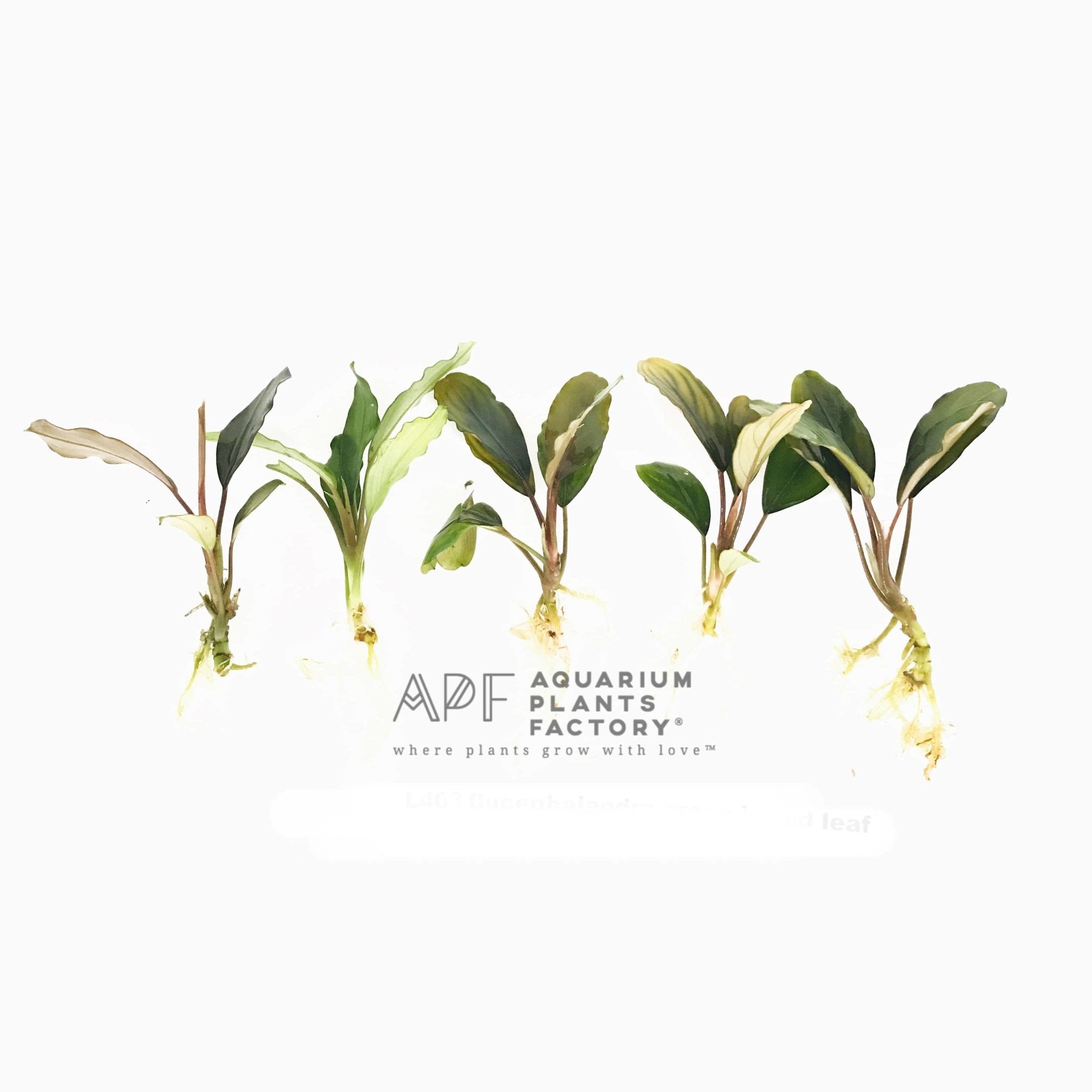 Bucephalandra Giant - Aquarium Plants Factory