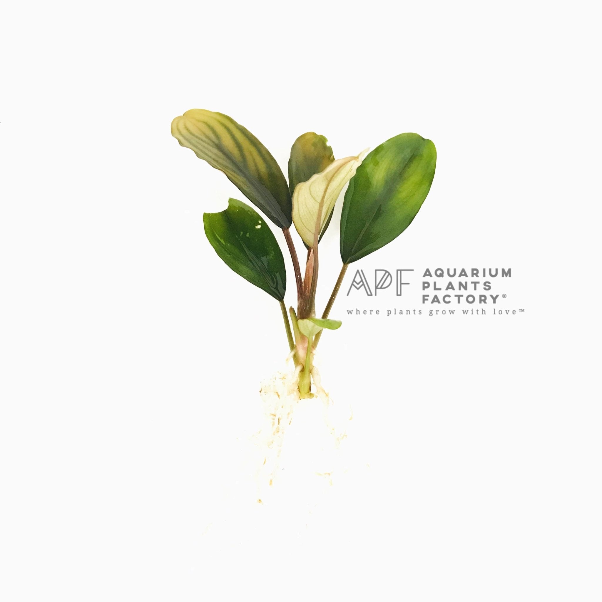 Bucephalandra Giant - Aquarium Plants Factory