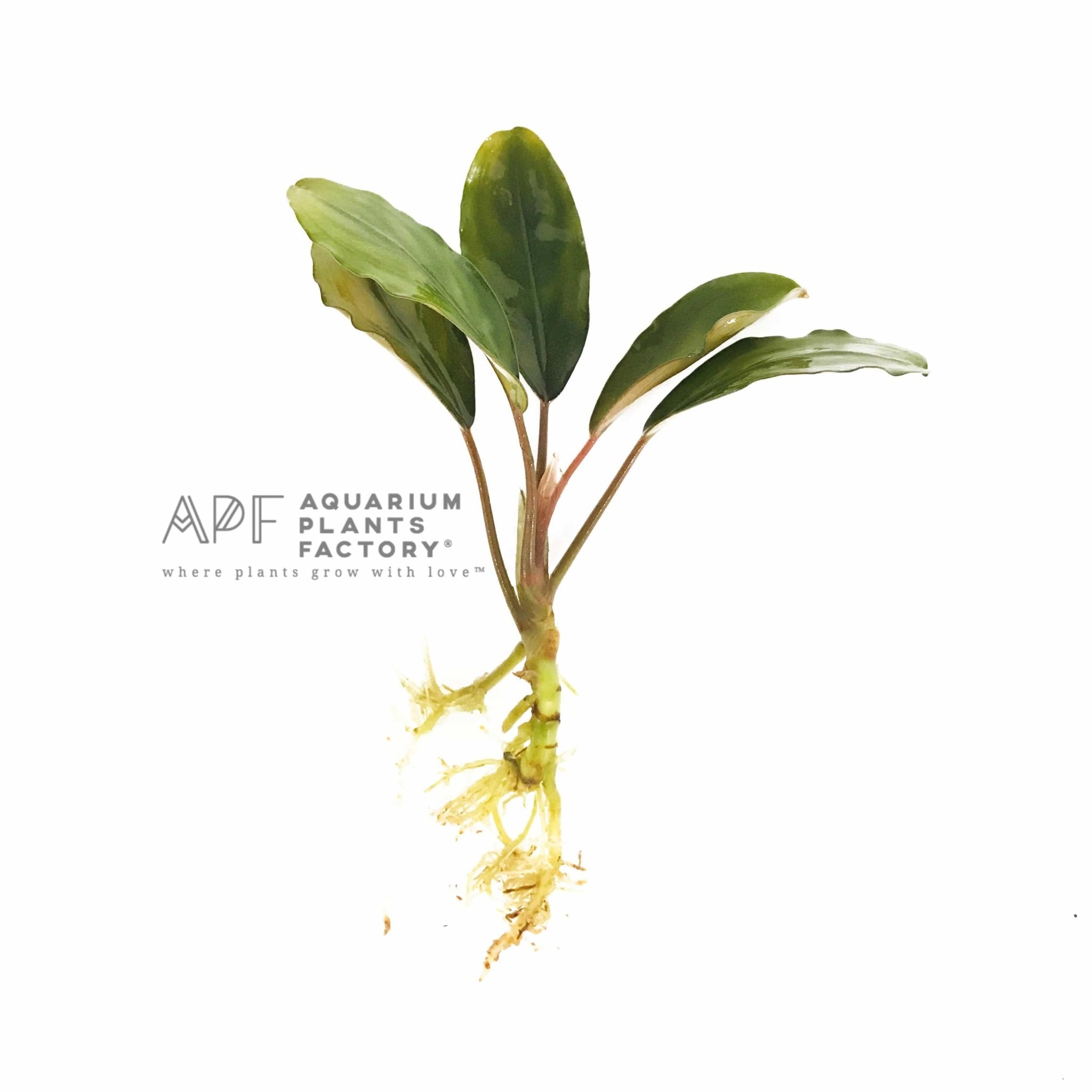 Bucephalandra Giant - Aquarium Plants Factory