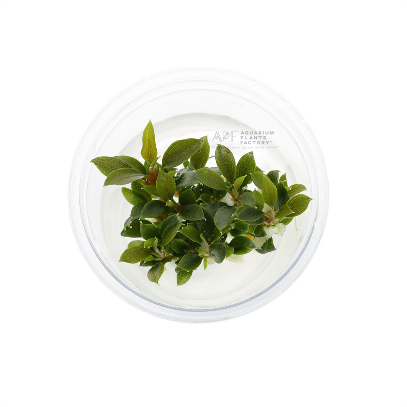 Bucephalandra Kedagang Mini Galaxy | Tissue Culture Cup | APF Aquarium Plants Factory®