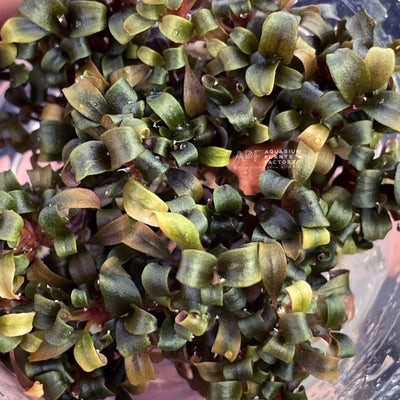 Bucephalandra Lamandau Purple Mini - Tissue Culture Cup - Aquarium Plants Factory