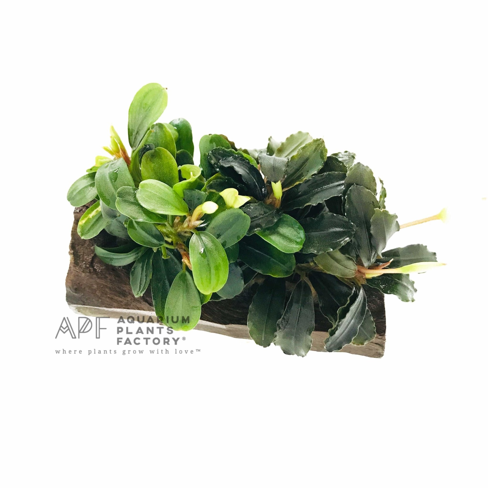 Bucephalandra on Driftwood ( Mix Variety ) - Aquarium Plants Factory