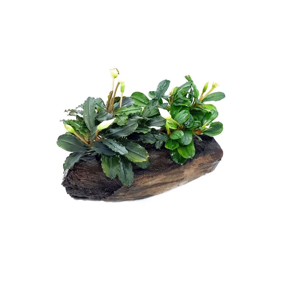 Bucephalandra on Driftwood ( Mix Variety ) - Aquarium Plants Factory