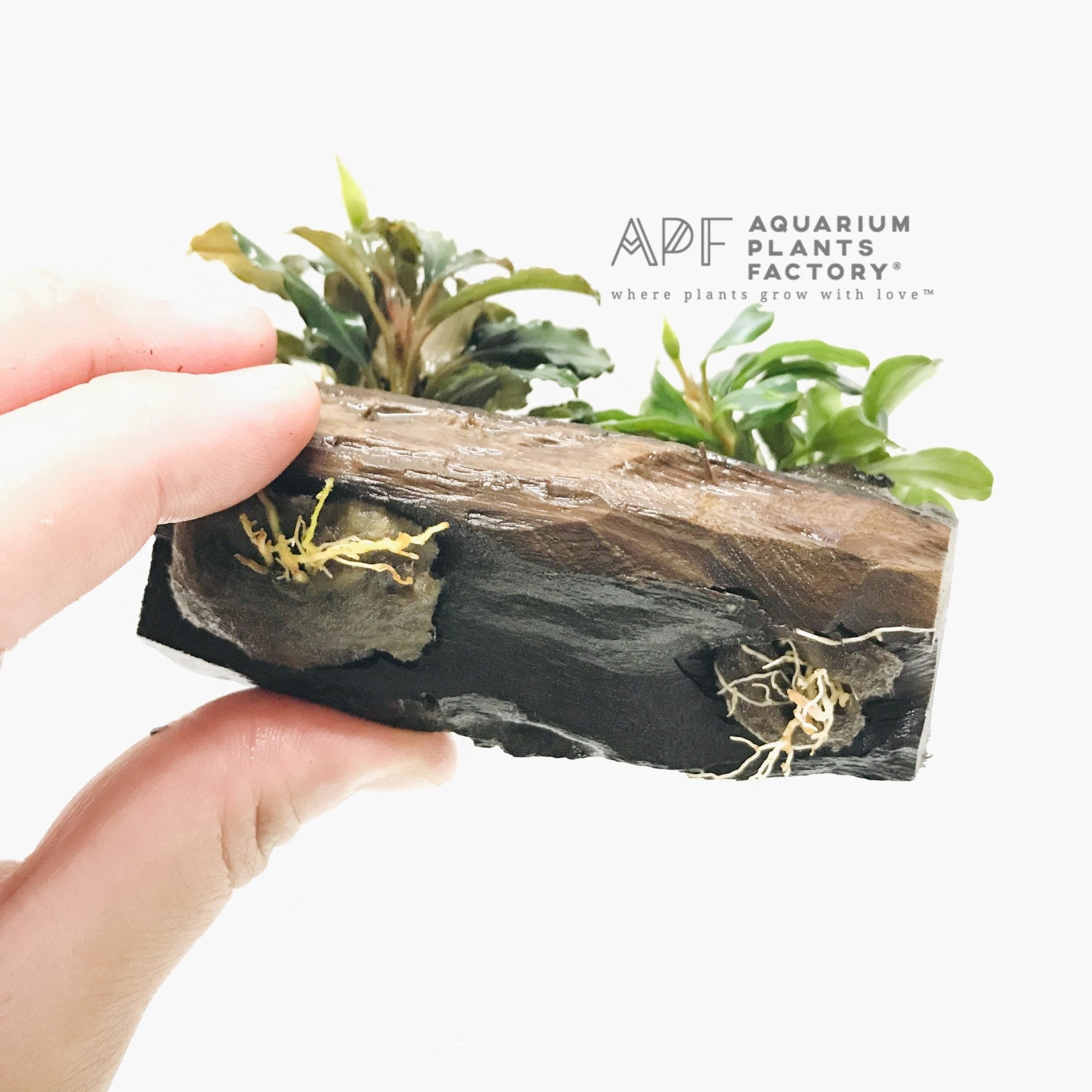 Bucephalandra on Driftwood ( Mix Variety ) - Aquarium Plants Factory
