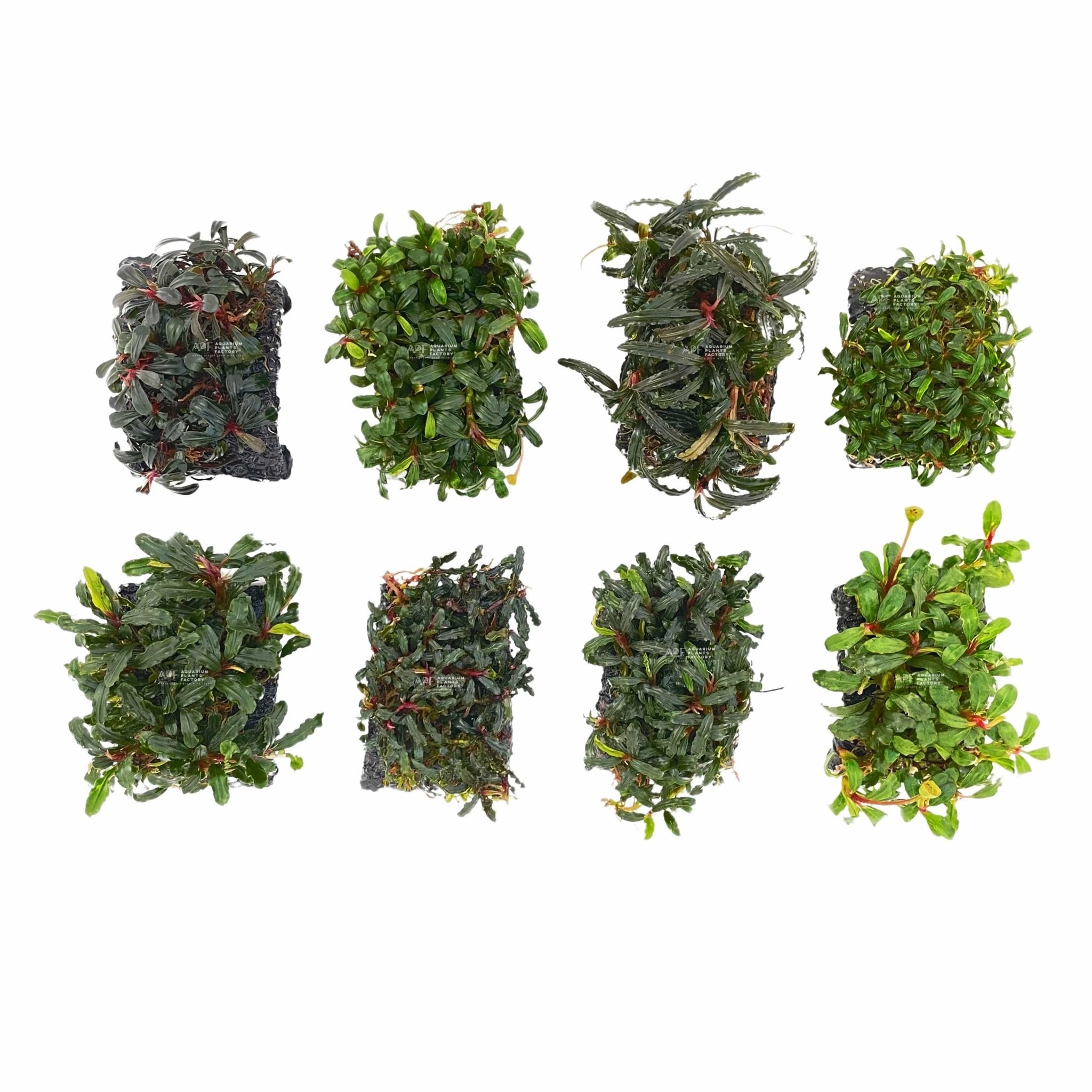 Bucephalandra on Handmade Stone Pad - Aquarium Plants Factory